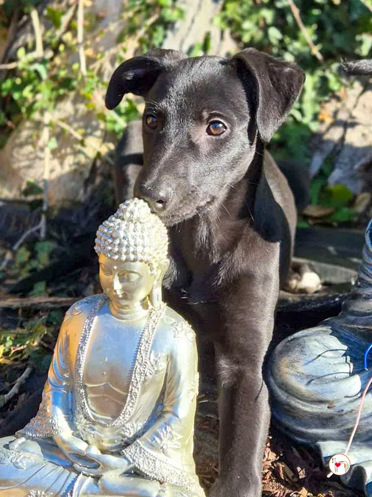 seaweed grey cucciolo adozione 12