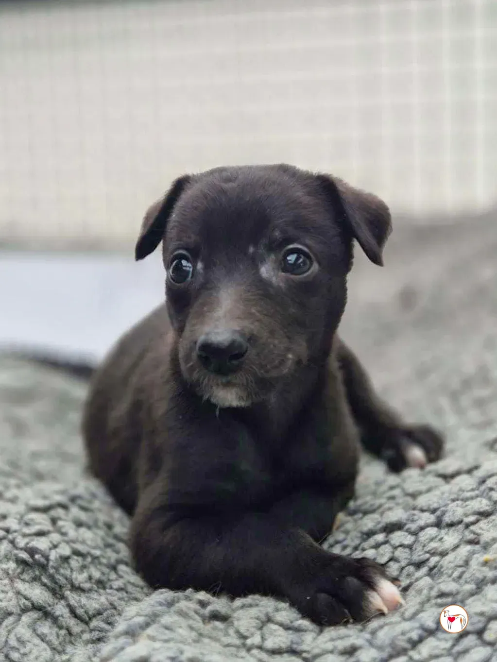 seaweed grey cucciolo adozione 13