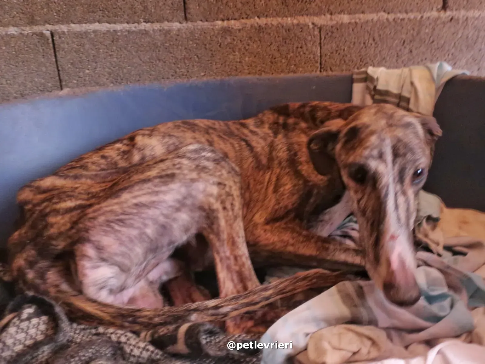 sebastian adozione galgo pet levrieri 01