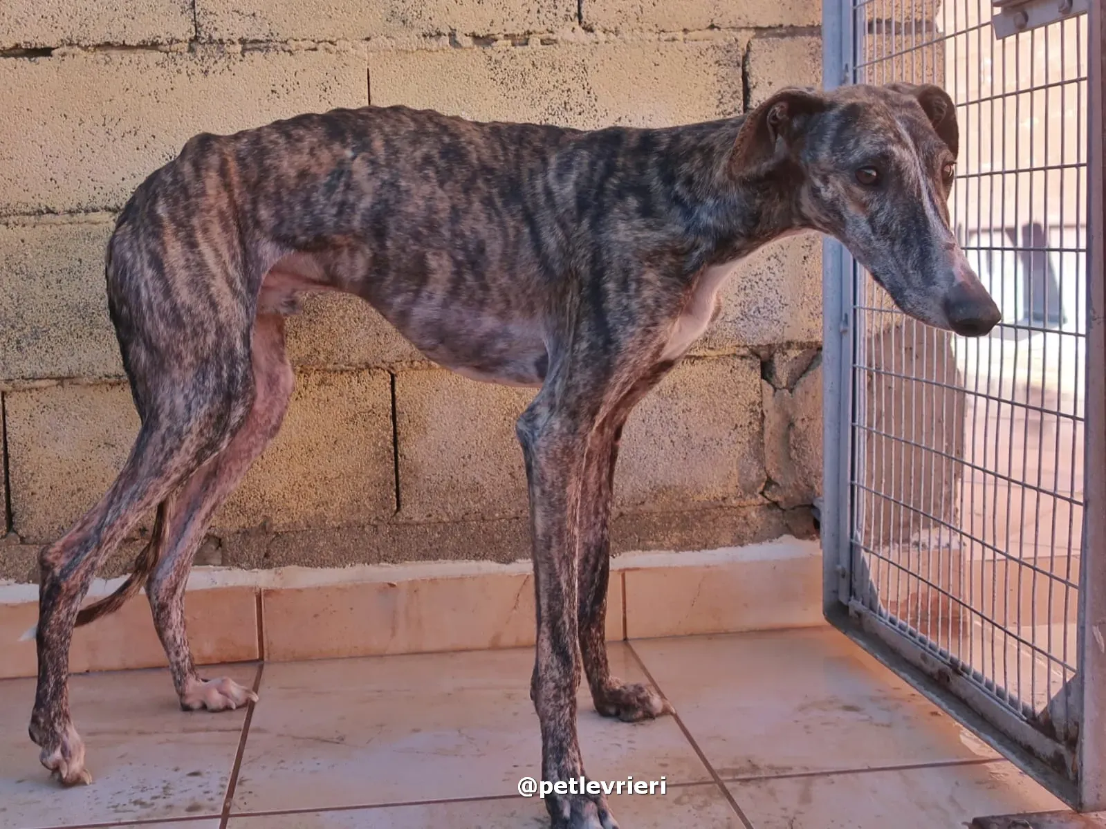 sebastian adozione galgo pet levrieri 02