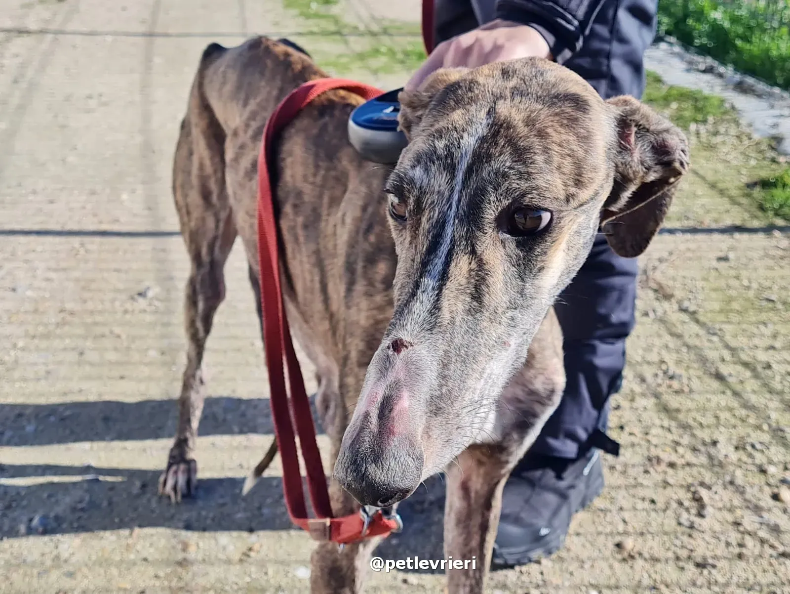 sebastian adozione galgo pet levrieri 03