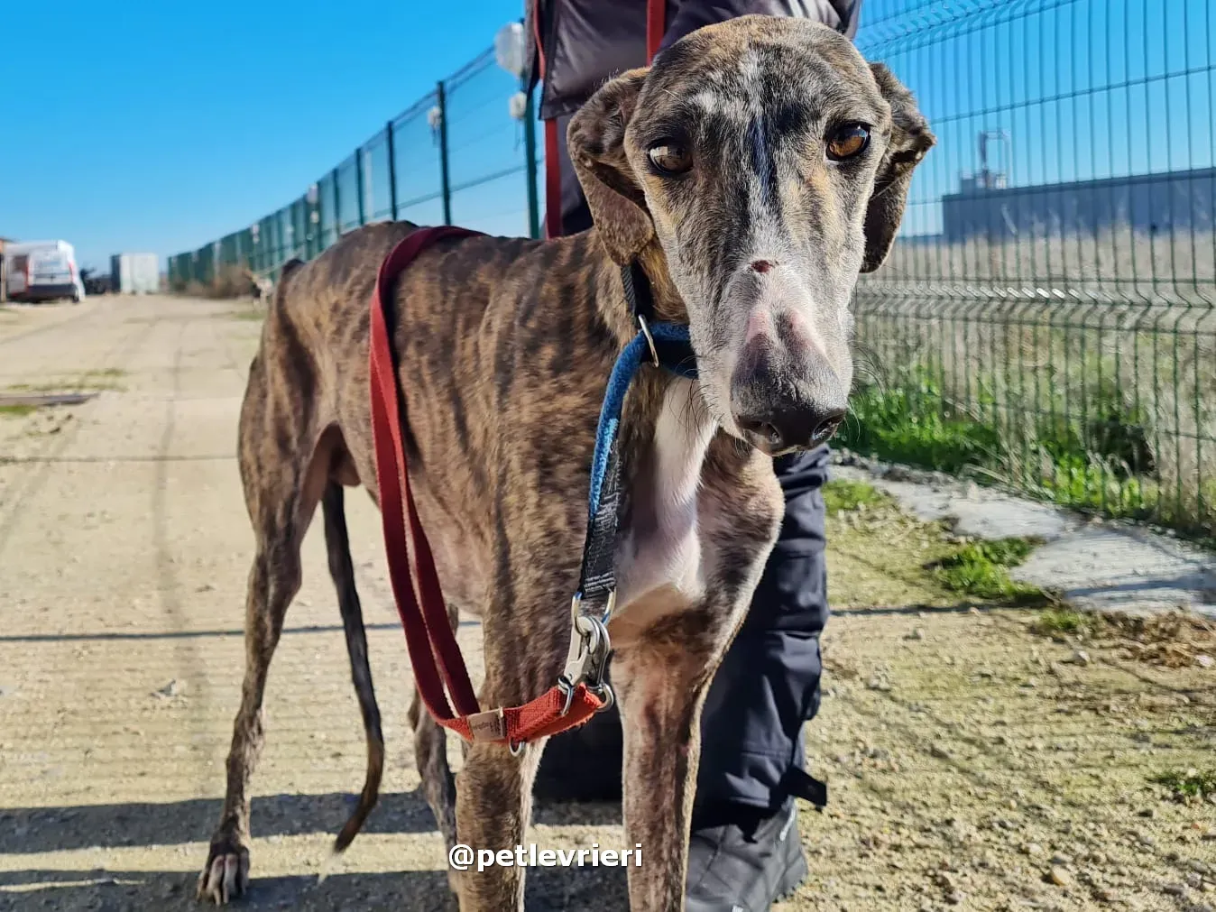 sebastian adozione galgo pet levrieri 04