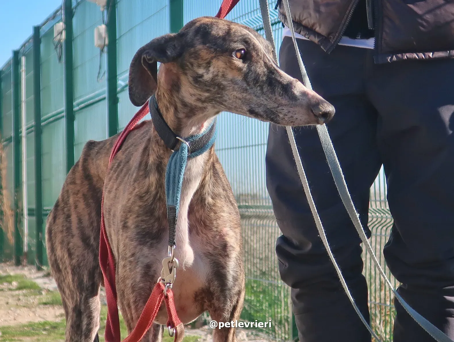 sebastian adozione galgo pet levrieri 05