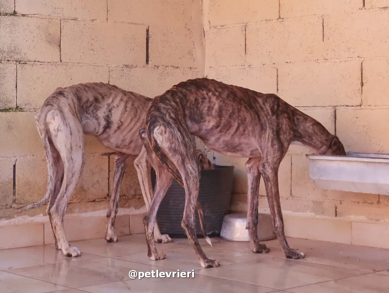sebastian adozione galgo pet levrieri 06