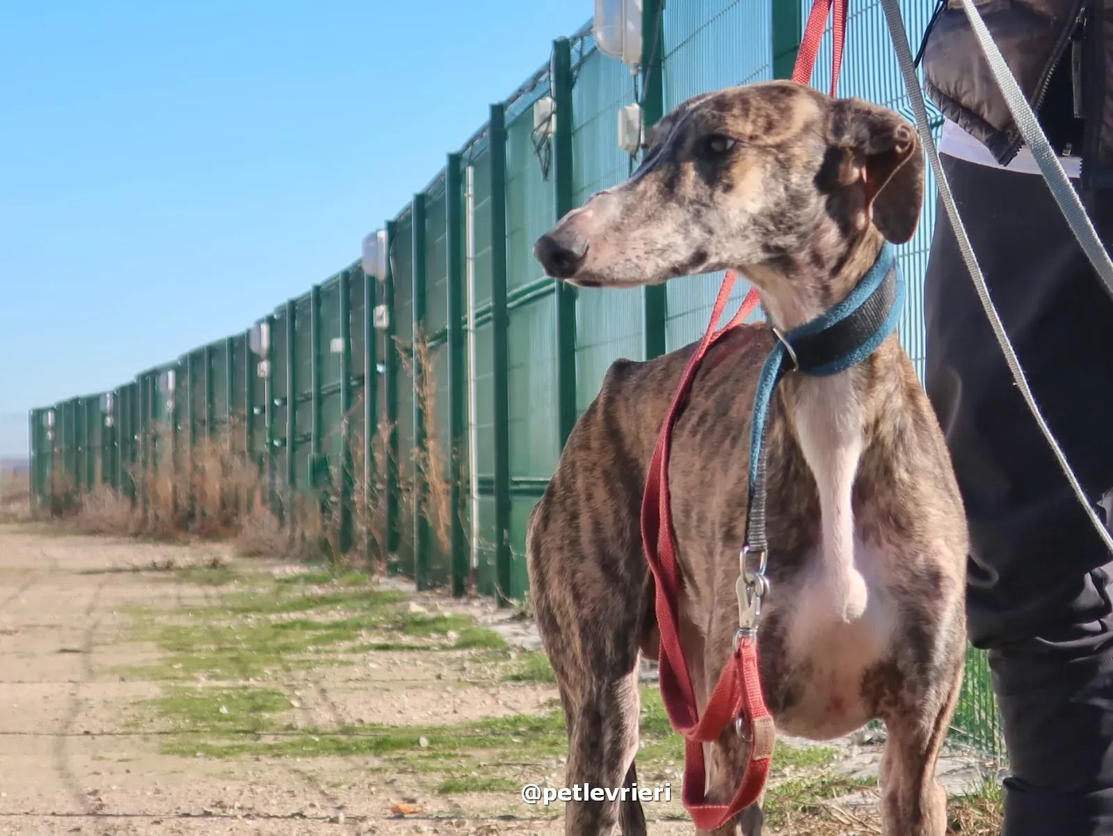 sebastian adozione galgo pet levrieri 07