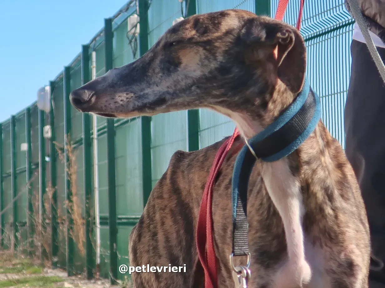 sebastian adozione galgo pet levrieri 08