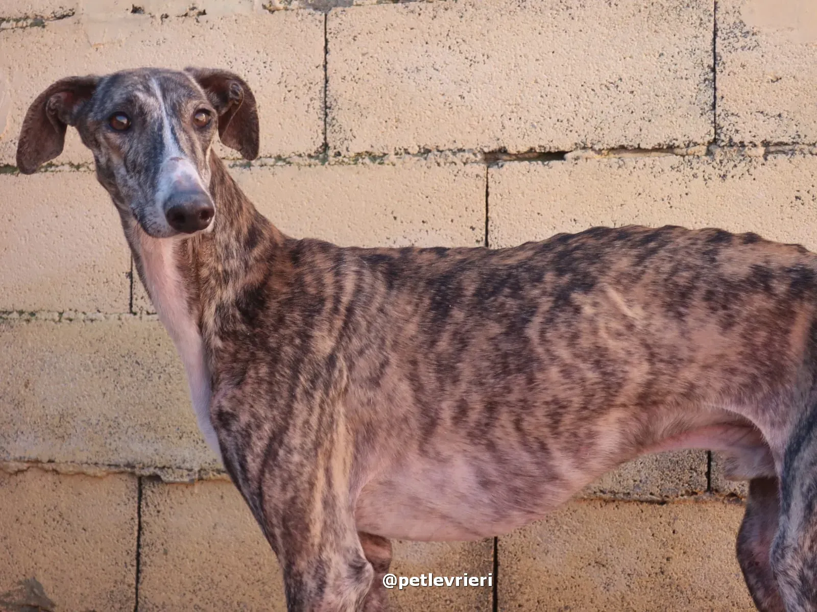 sebastian adozione galgo pet levrieri 09 2