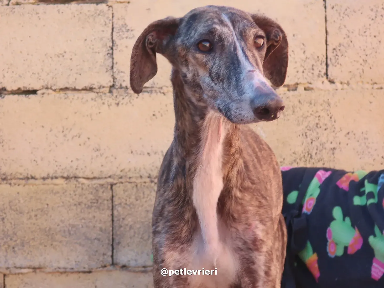 sebastian adozione galgo pet levrieri 10