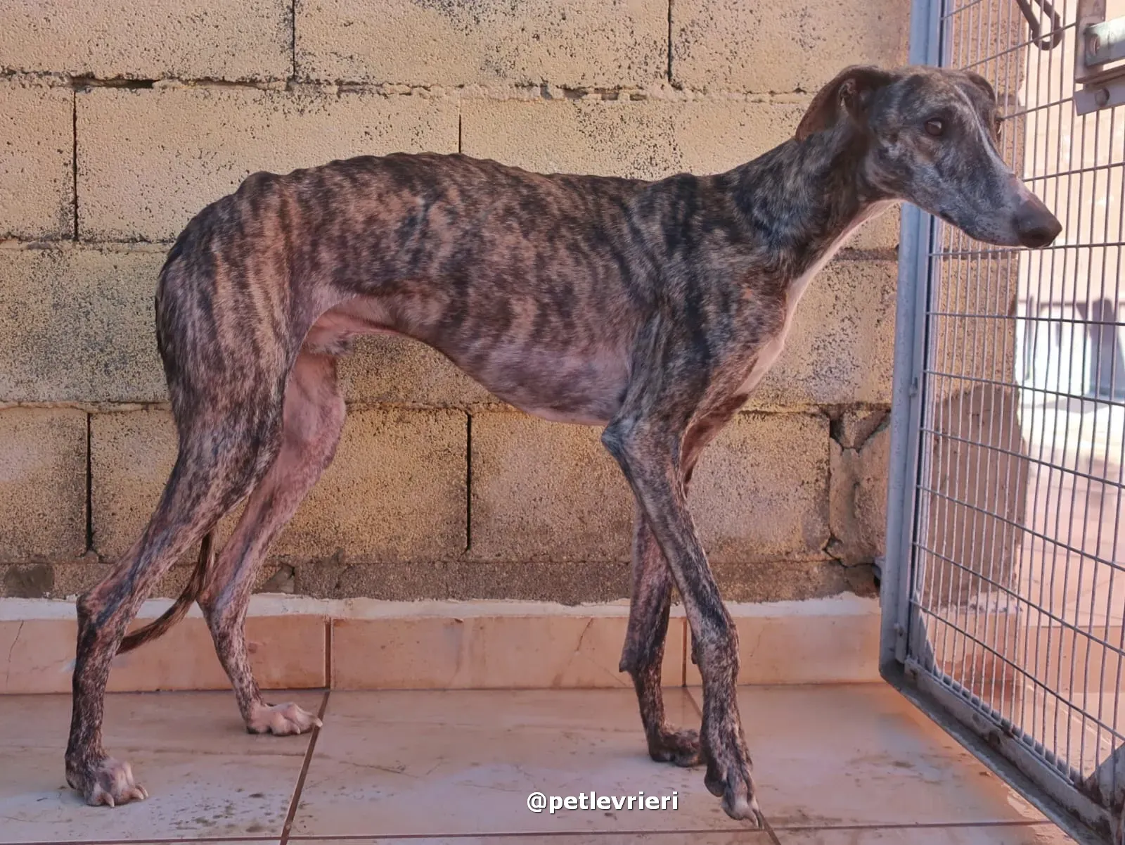 sebastian adozione galgo pet levrieri 11