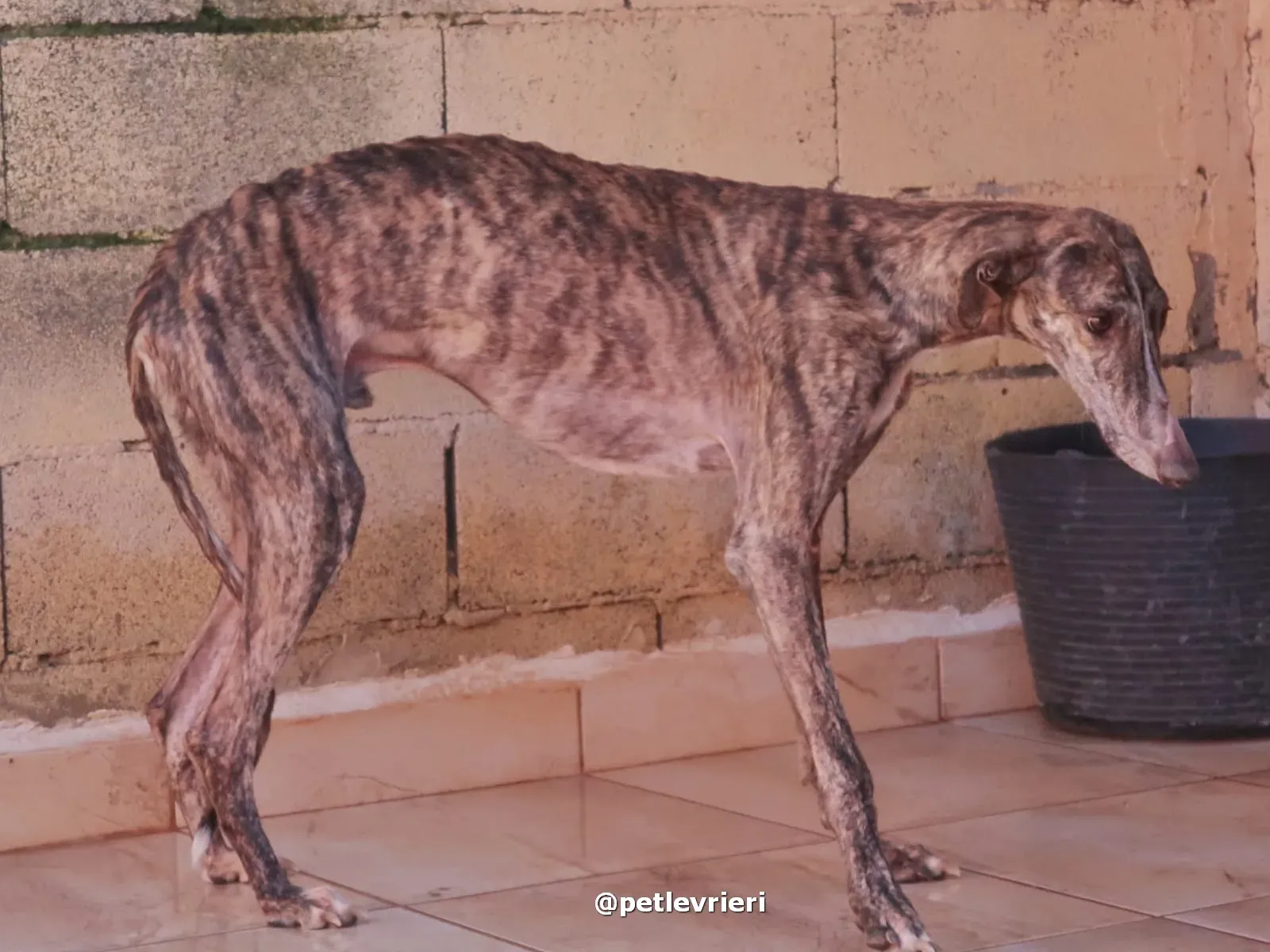 sebastian adozione galgo pet levrieri 12