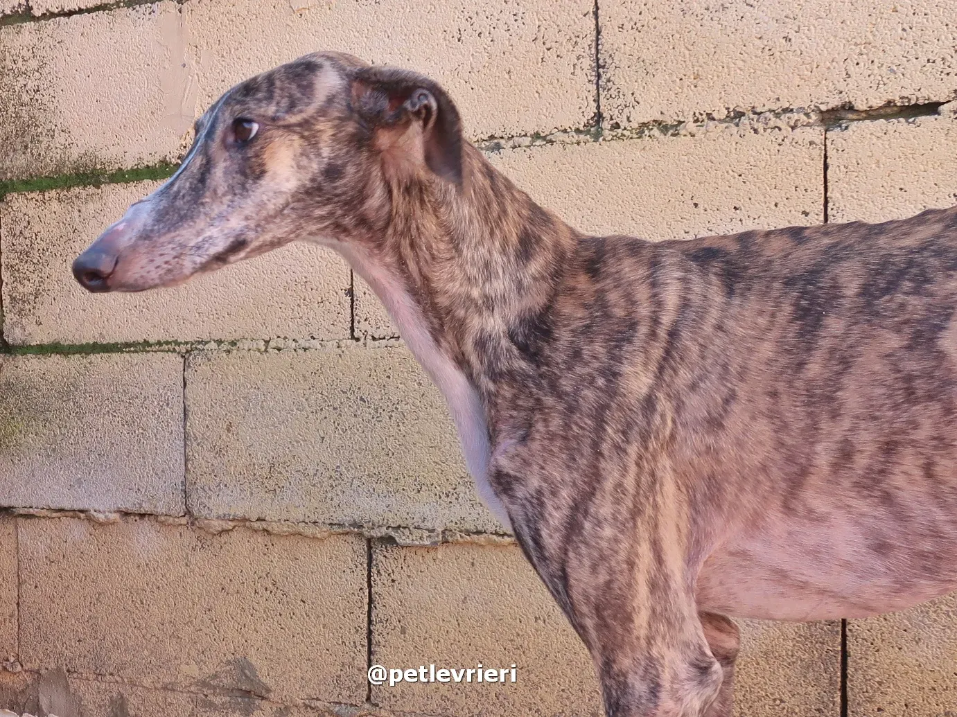 sebastian adozione galgo pet levrieri 13