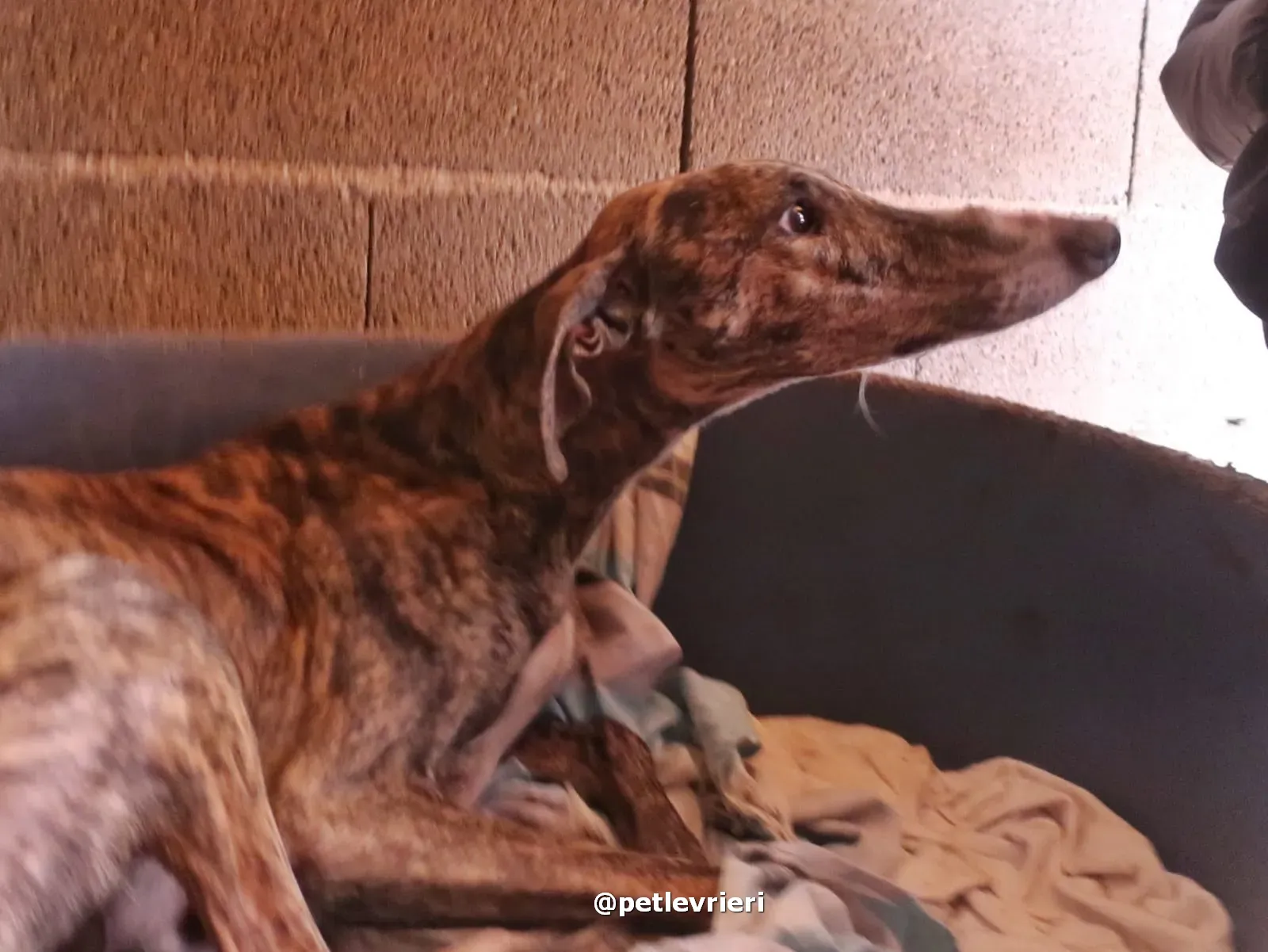 sebastian adozione galgo pet levrieri 14