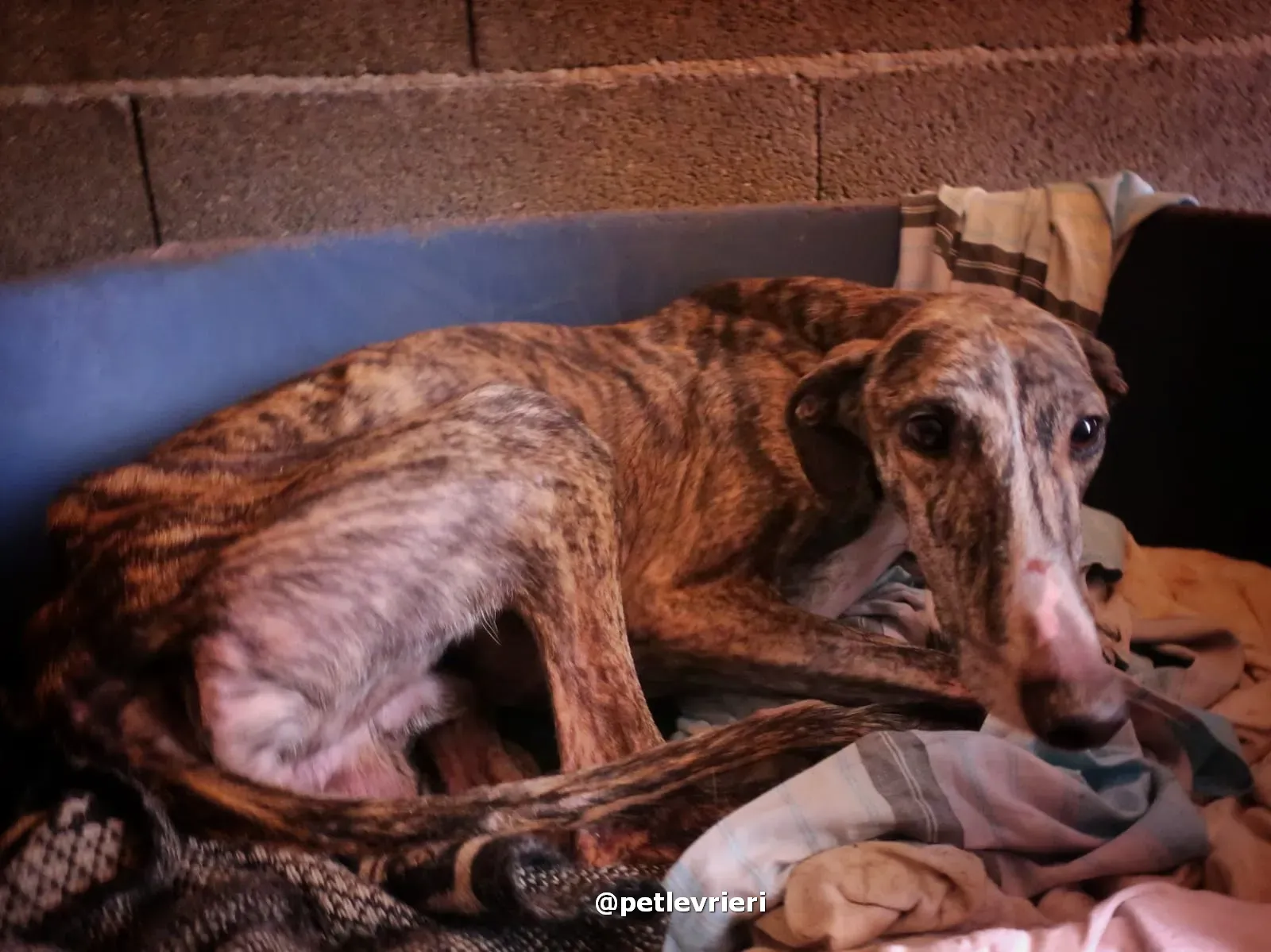 sebastian adozione galgo pet levrieri 15