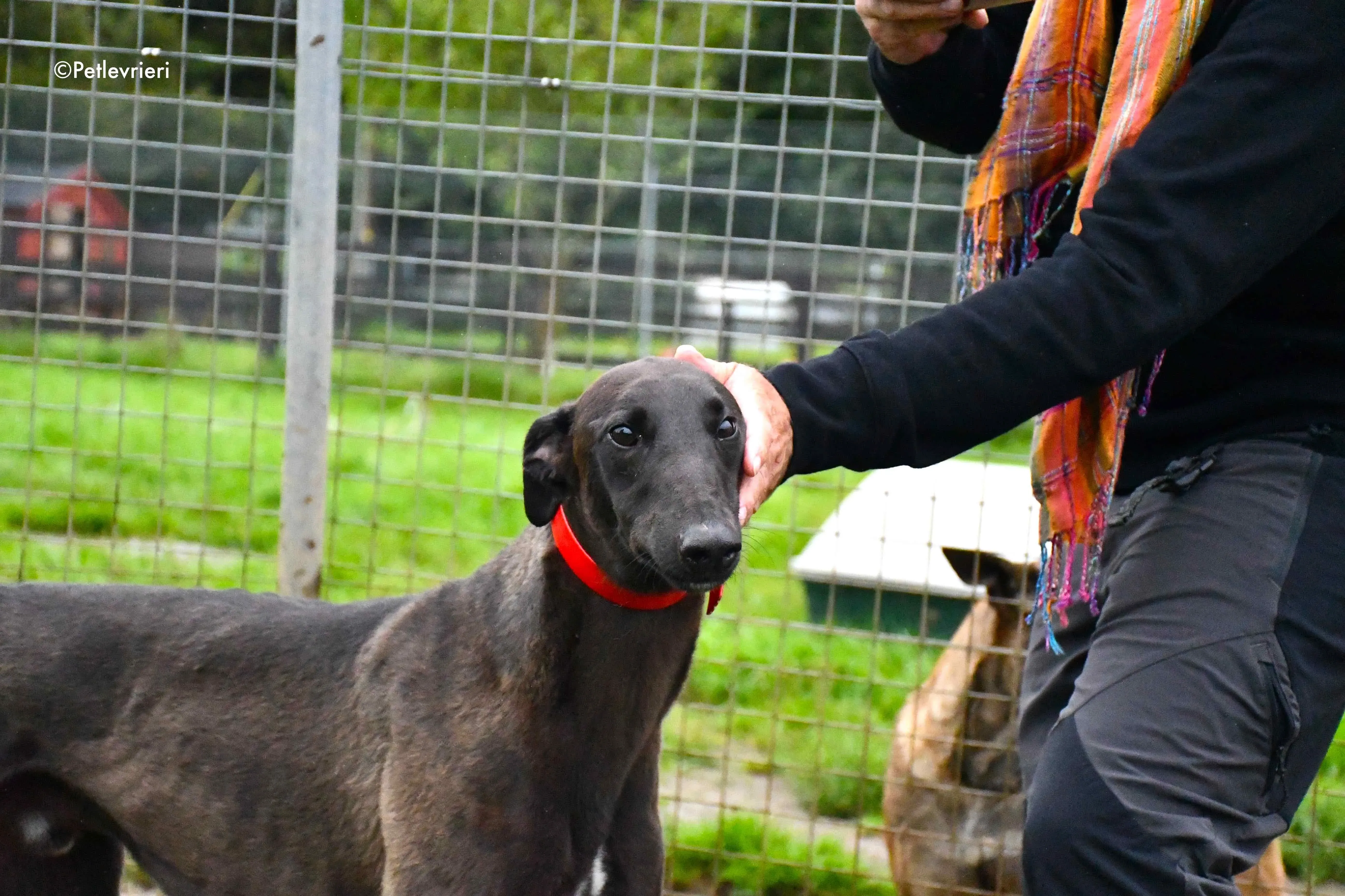 sebastian adozione levrieri greyhound 1