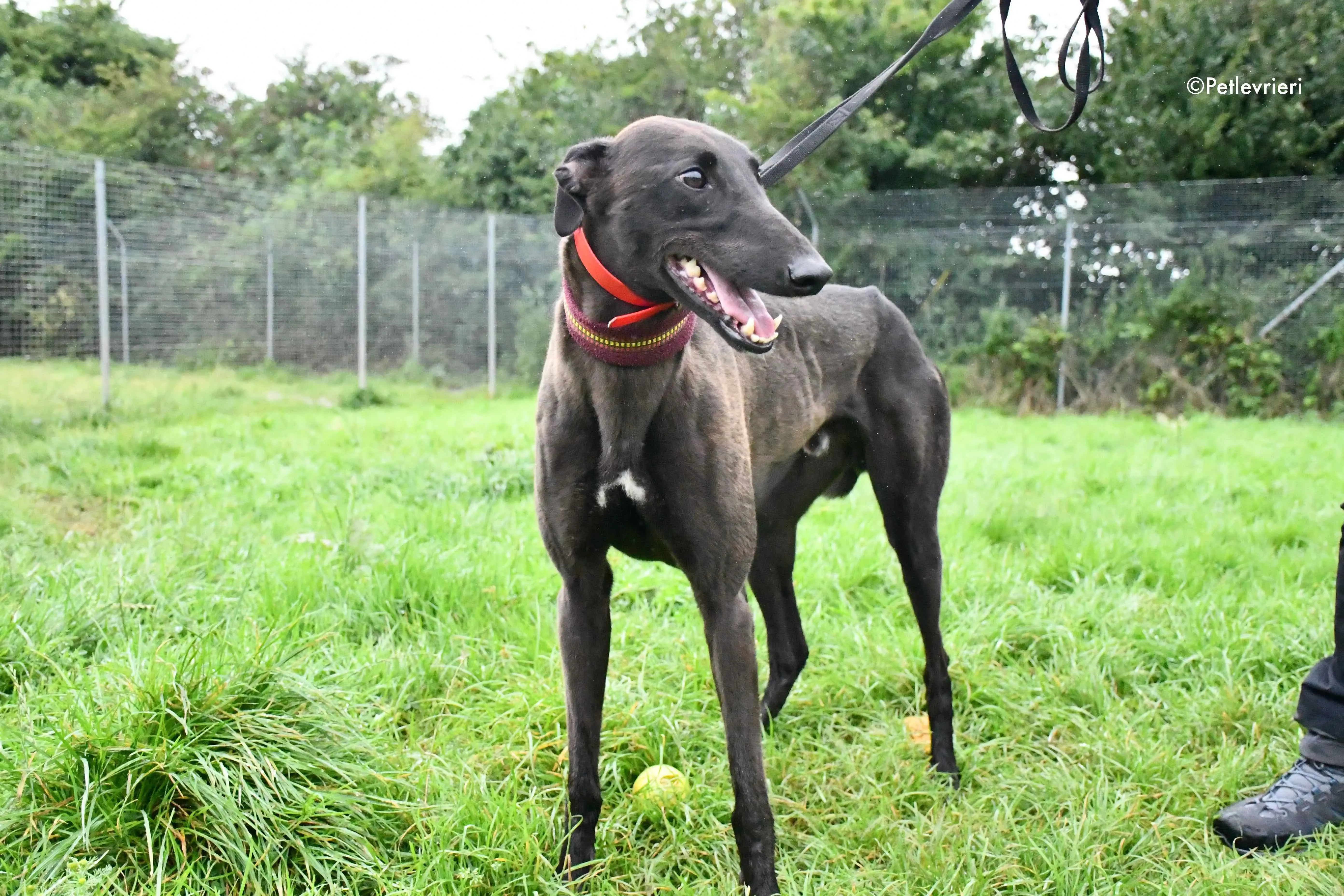 sebastian adozione levrieri greyhound 10