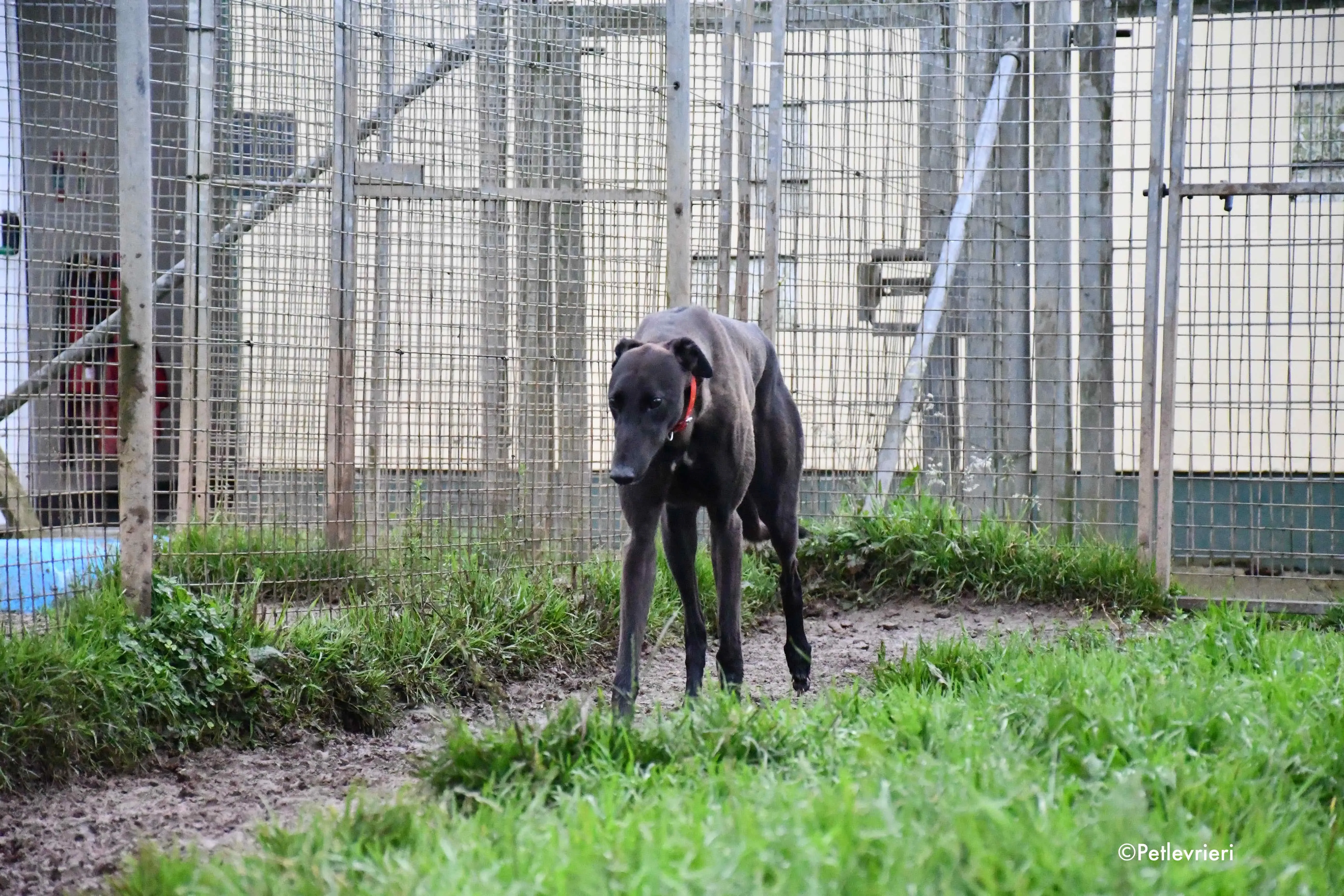 sebastian adozione levrieri greyhound 11