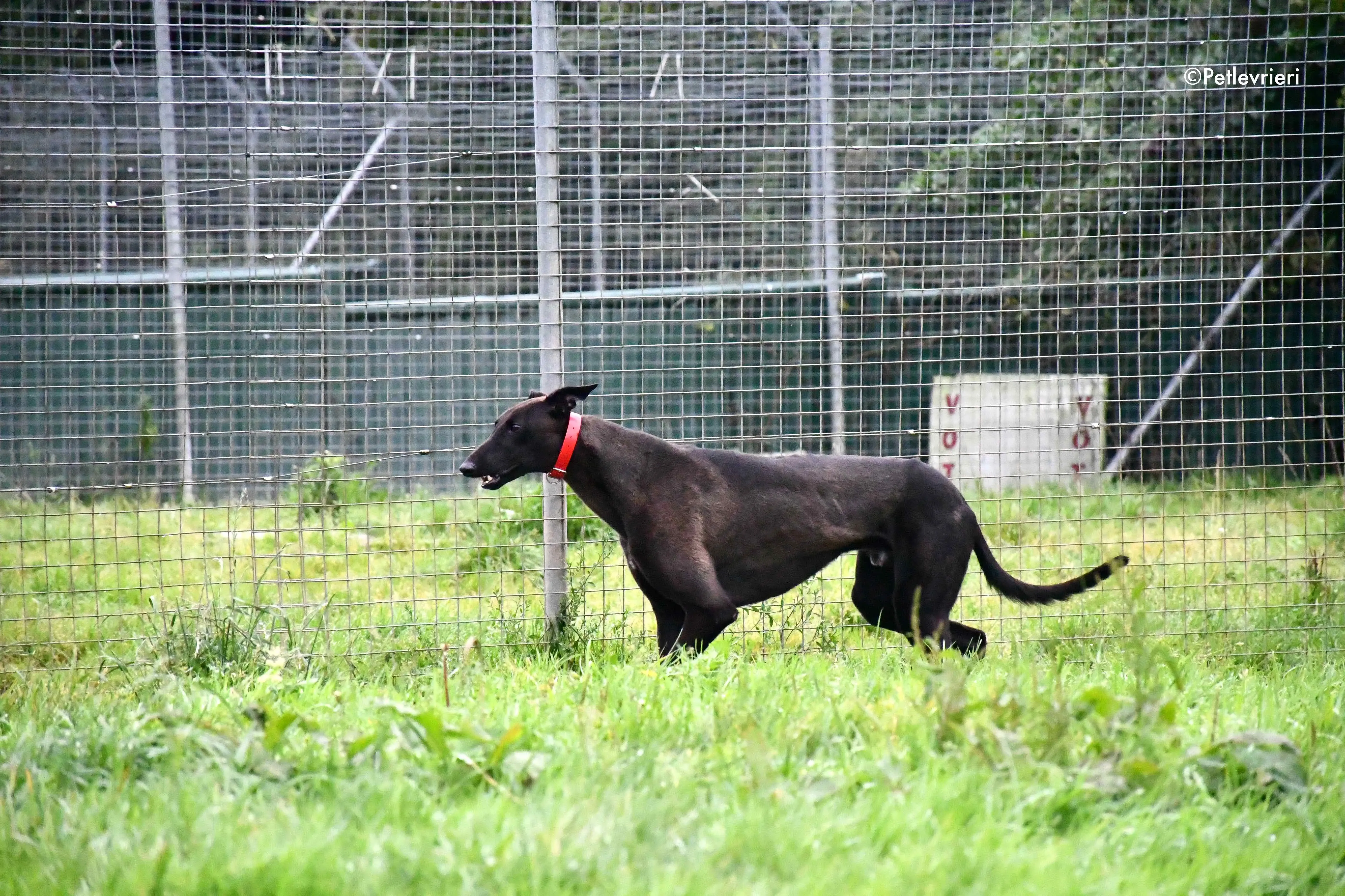 sebastian adozione levrieri greyhound 12