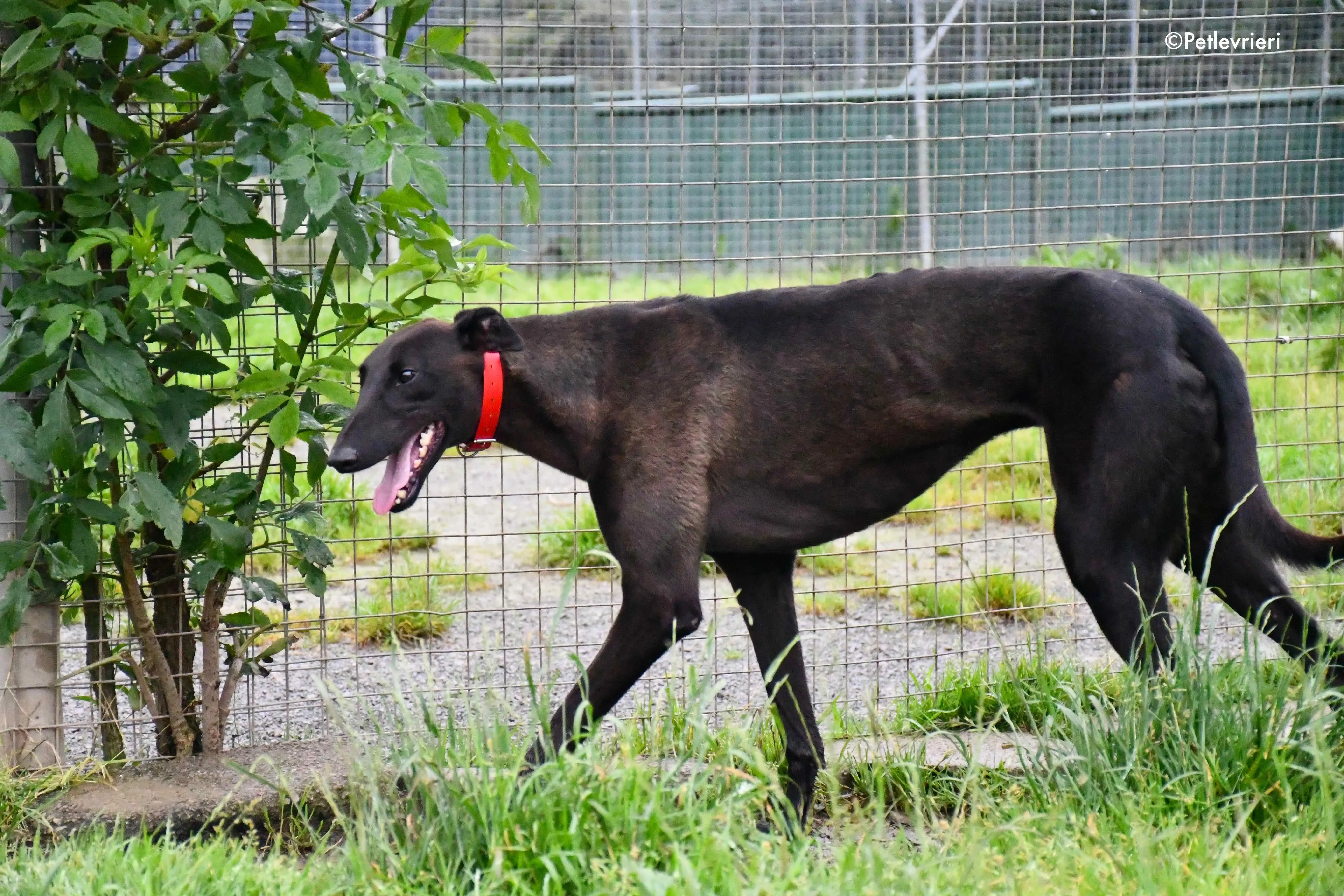 sebastian adozione levrieri greyhound 13