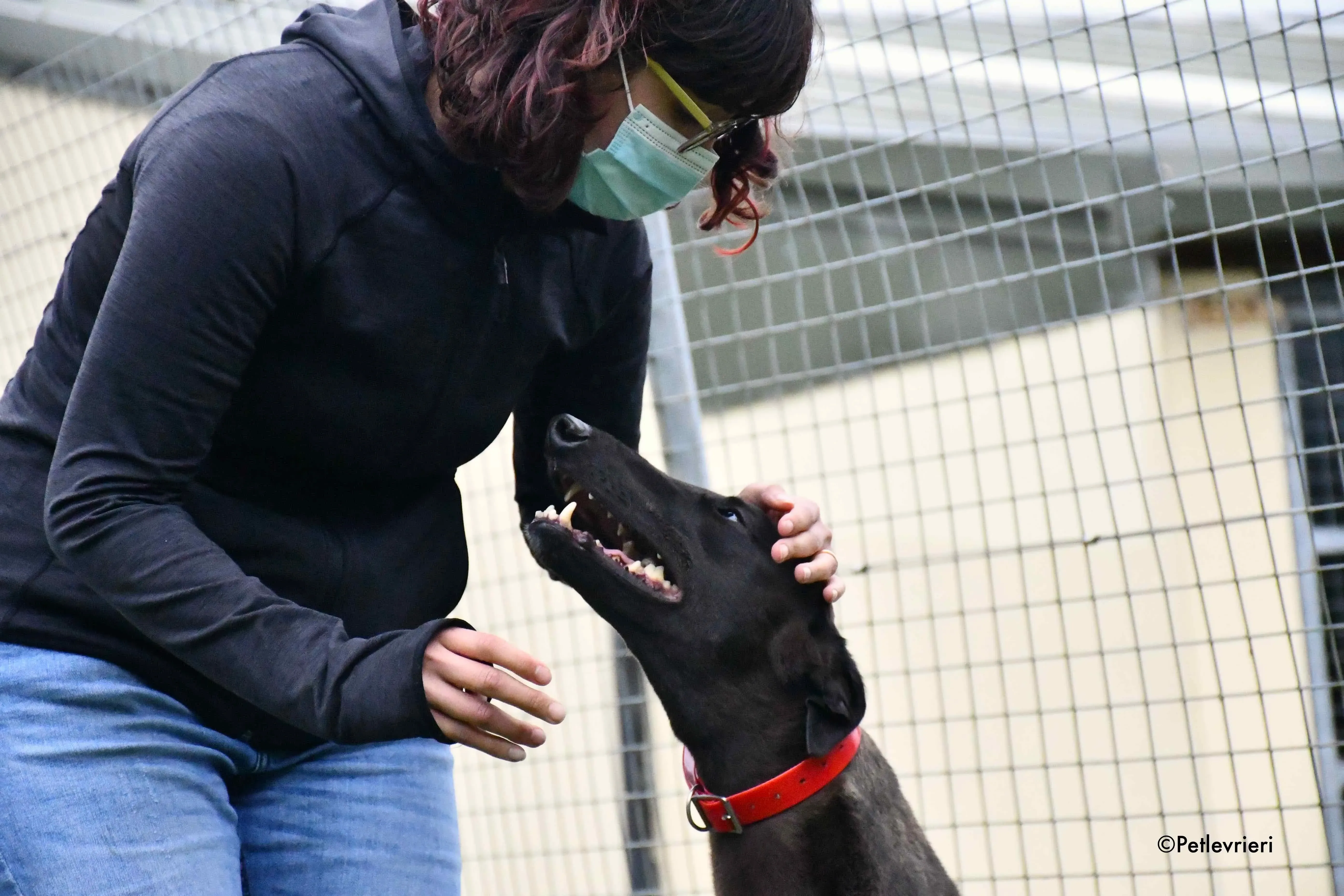 sebastian adozione levrieri greyhound 14