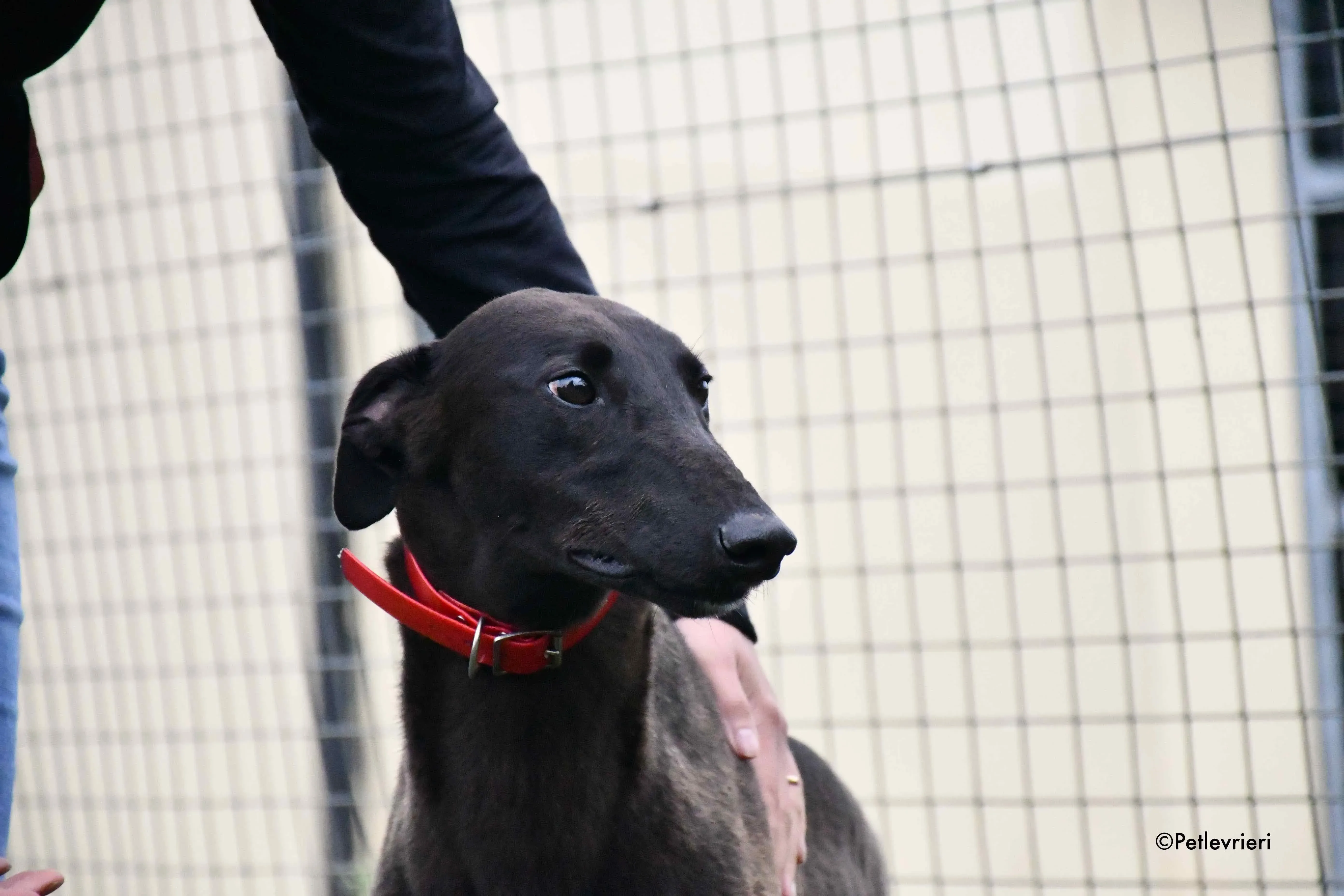 sebastian adozione levrieri greyhound 15