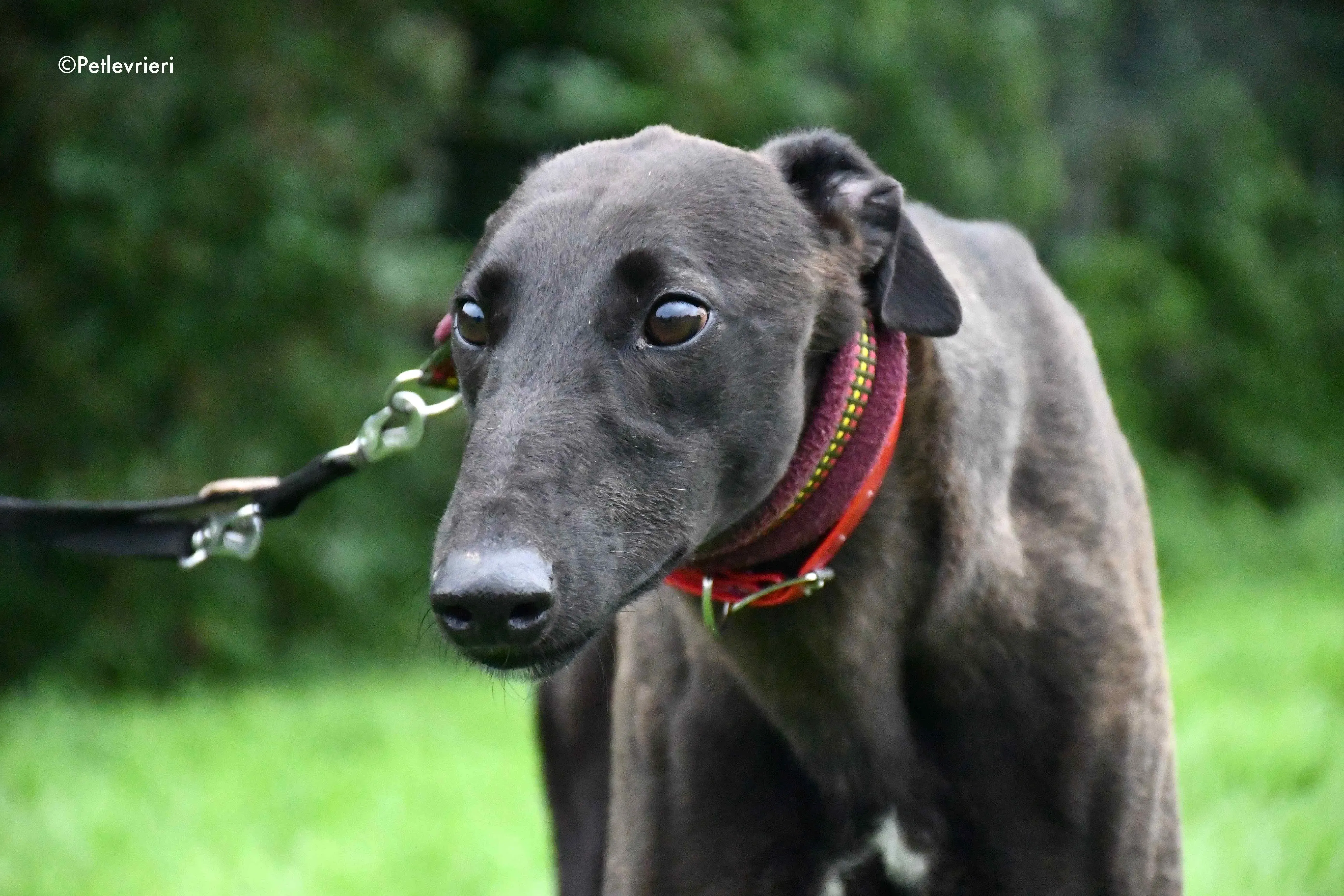 sebastian adozione levrieri greyhound 16