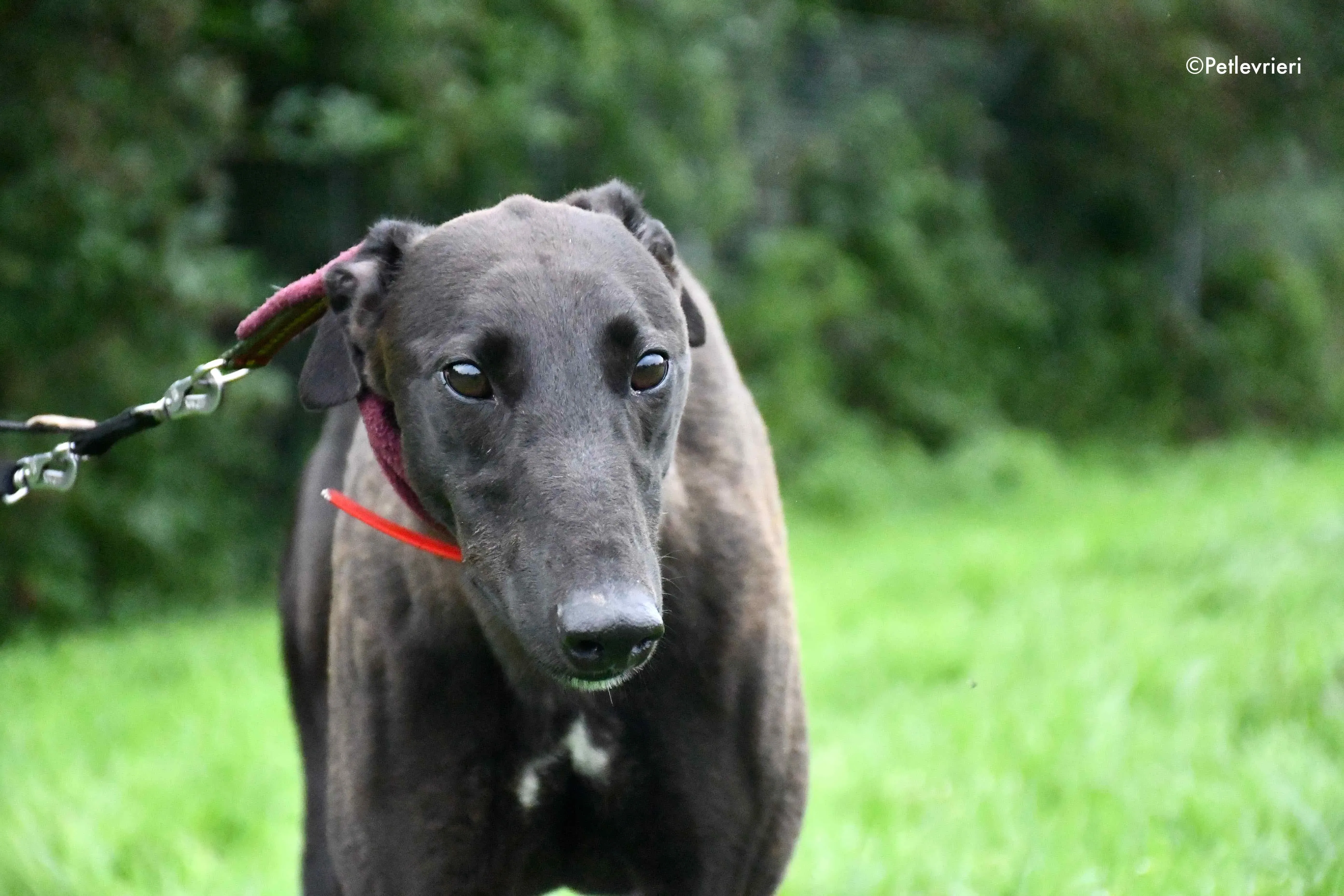 sebastian adozione levrieri greyhound 17