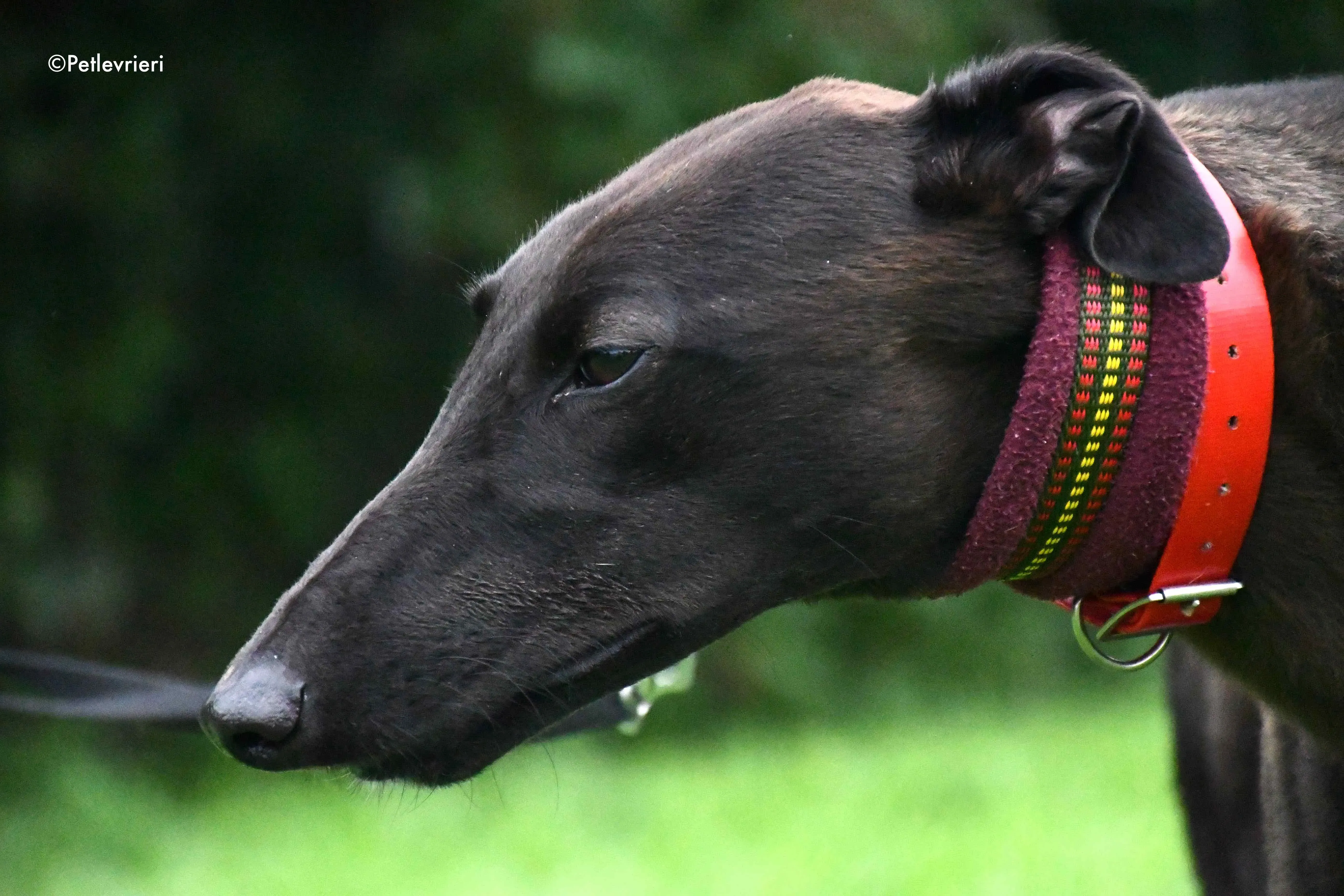 sebastian adozione levrieri greyhound 18