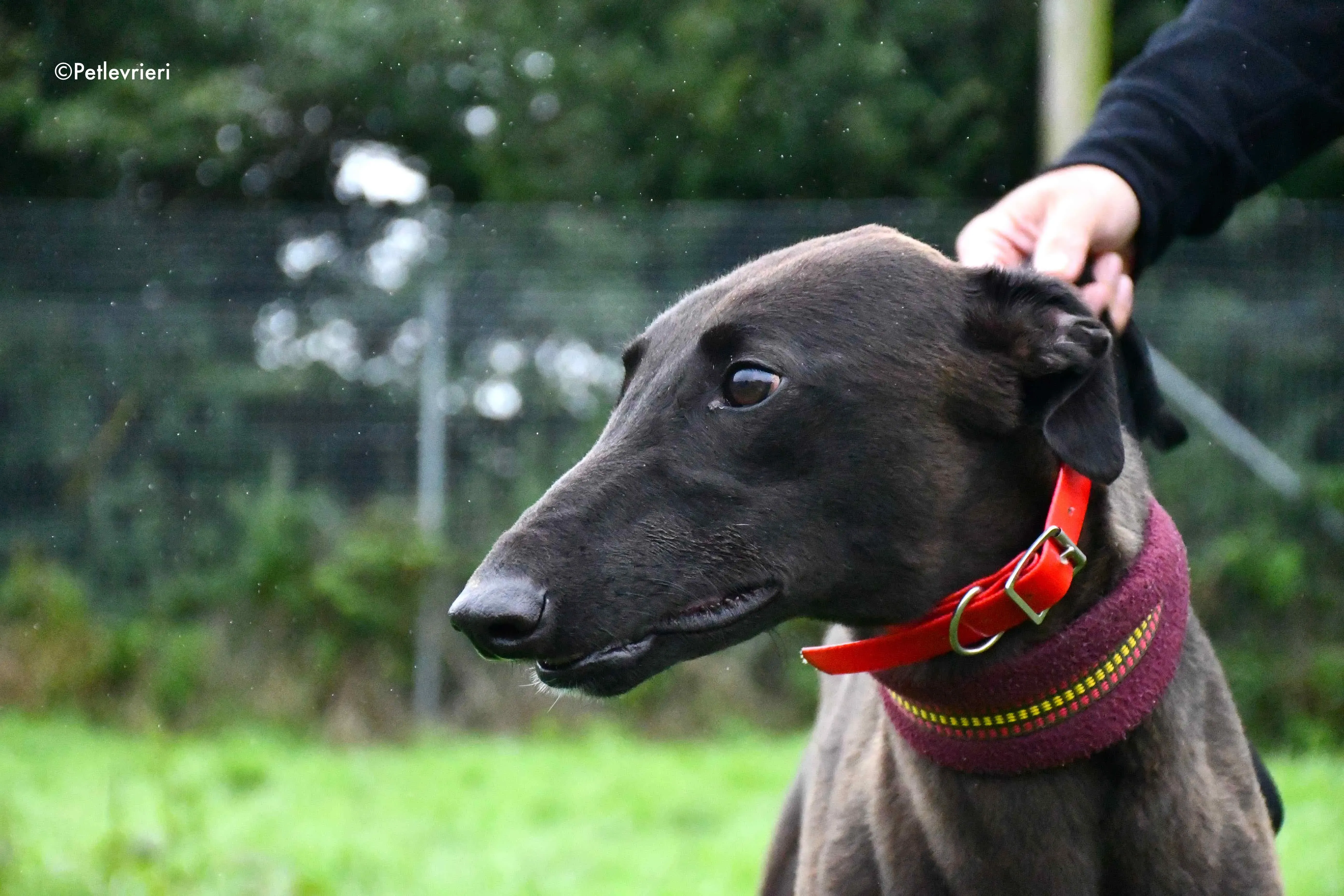 sebastian adozione levrieri greyhound 2