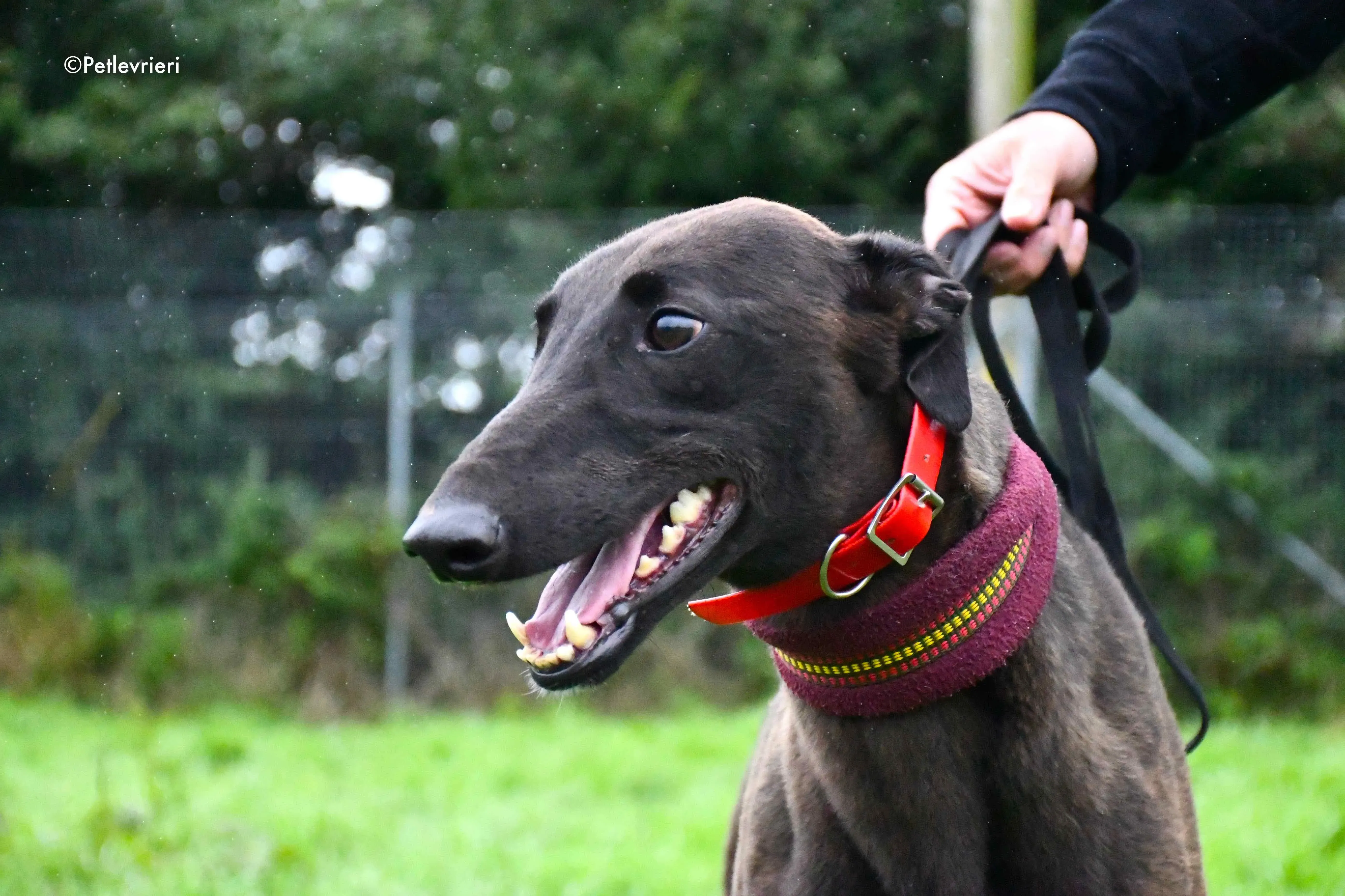 sebastian adozione levrieri greyhound 3