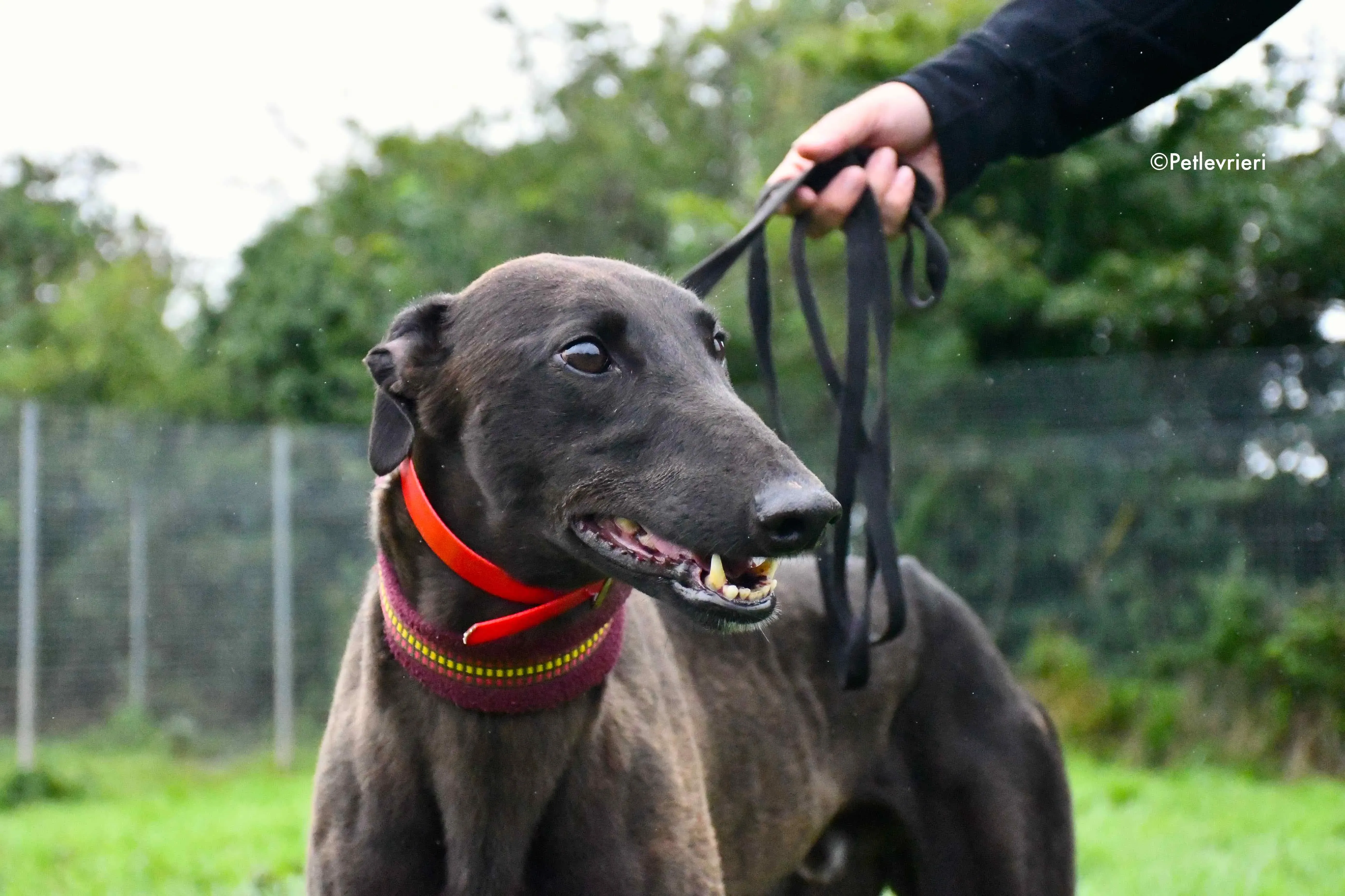 sebastian adozione levrieri greyhound 4