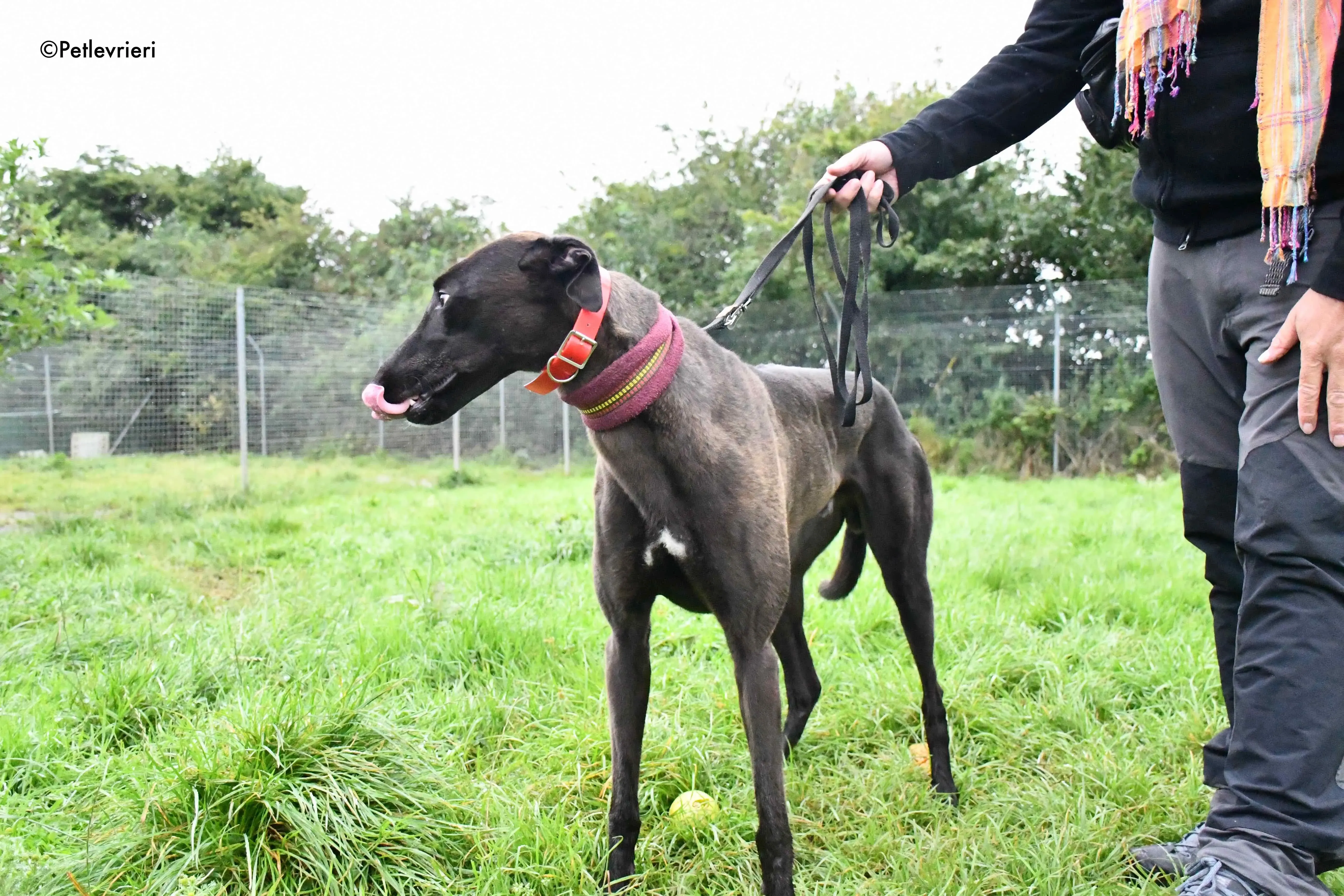 sebastian adozione levrieri greyhound 5