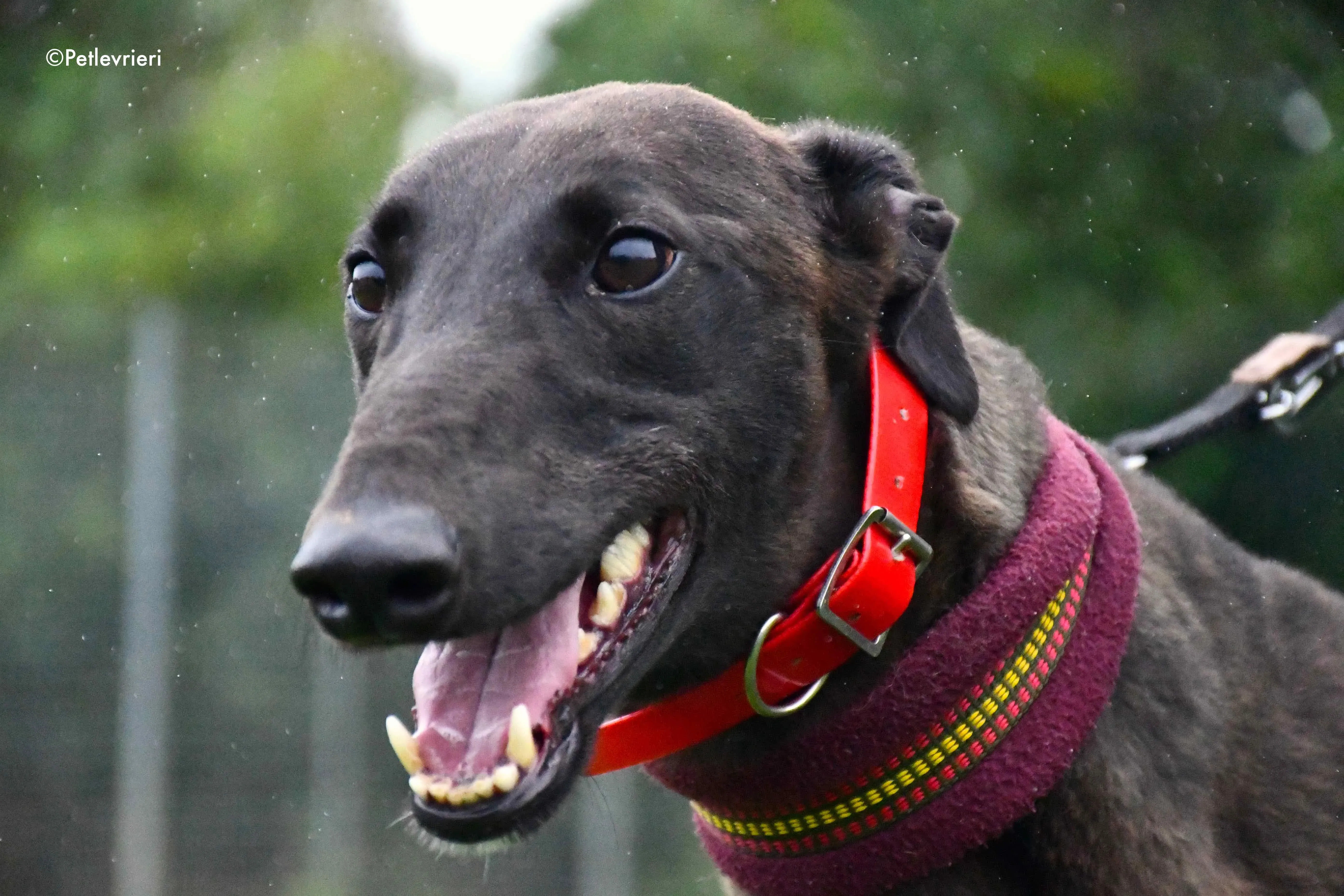 sebastian adozione levrieri greyhound 6