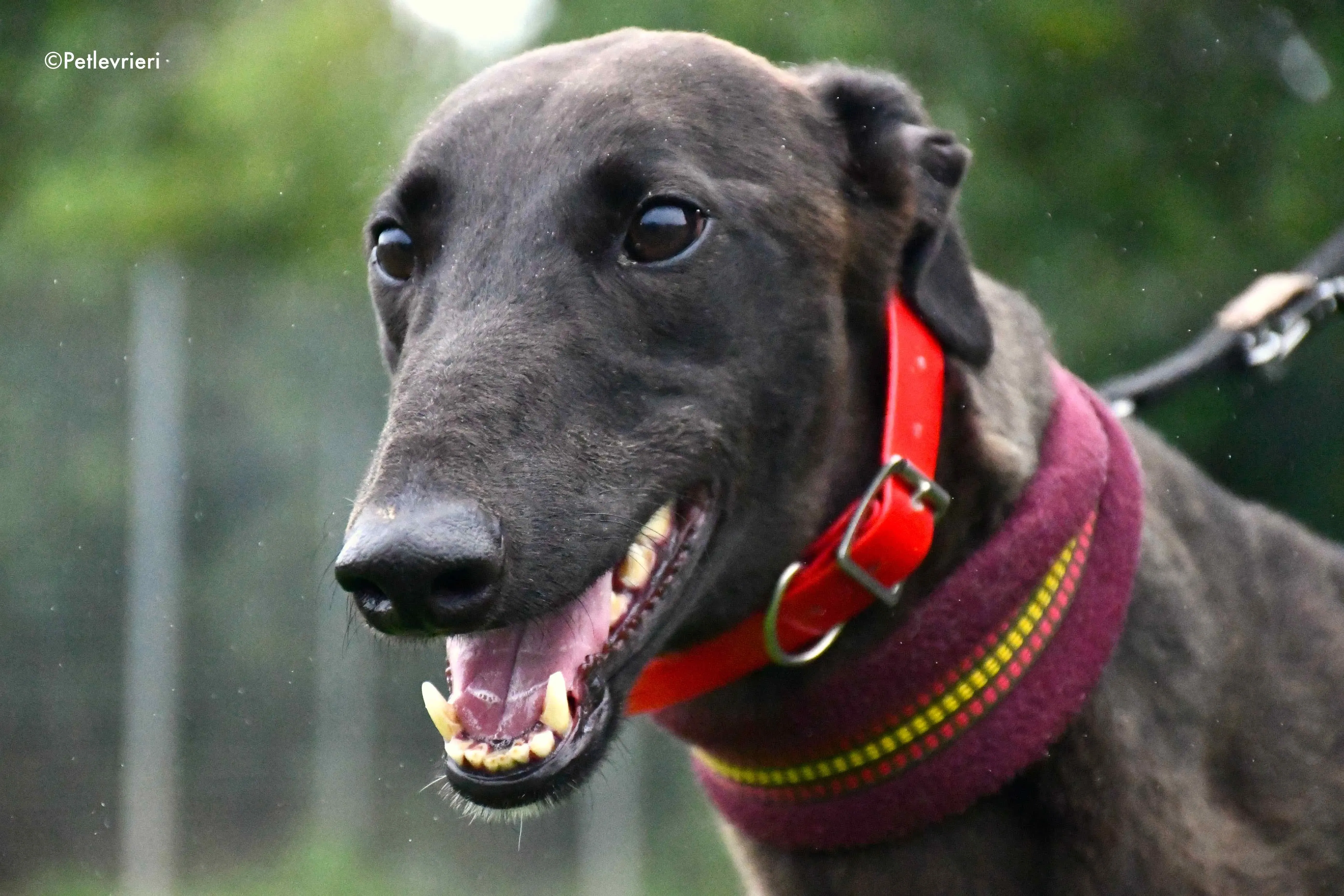 sebastian adozione levrieri greyhound 7