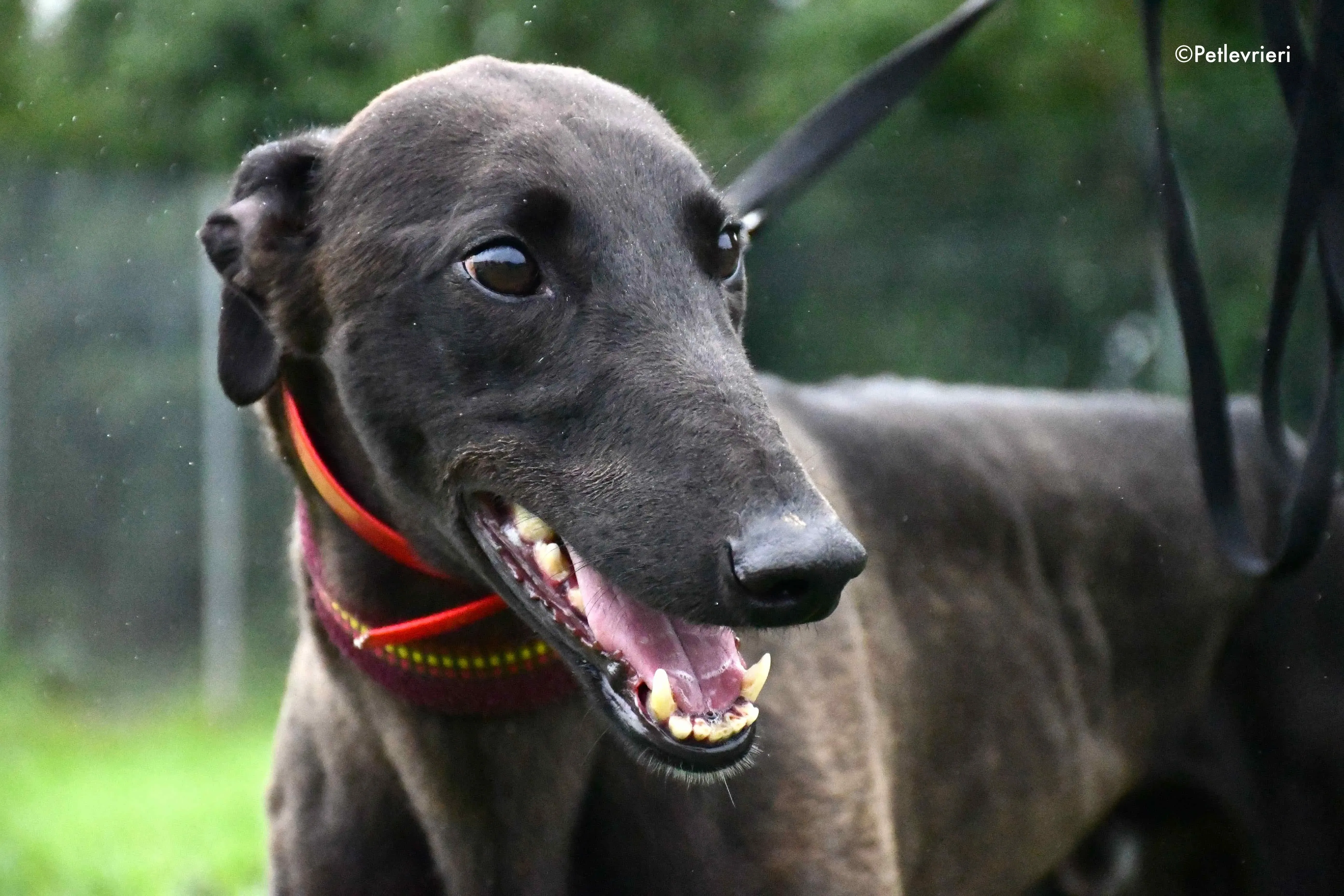 sebastian adozione levrieri greyhound 8