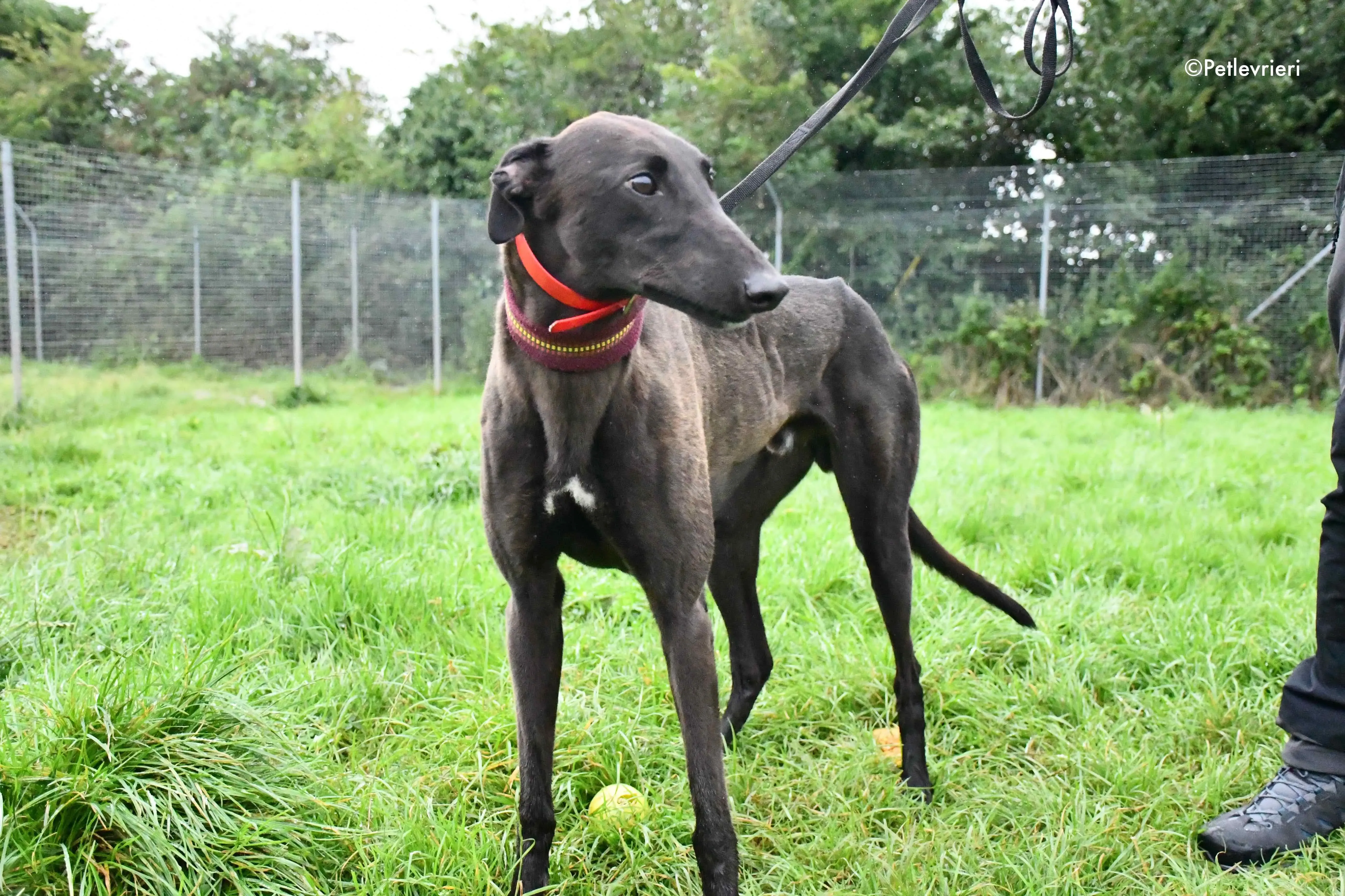 sebastian adozione levrieri greyhound 9