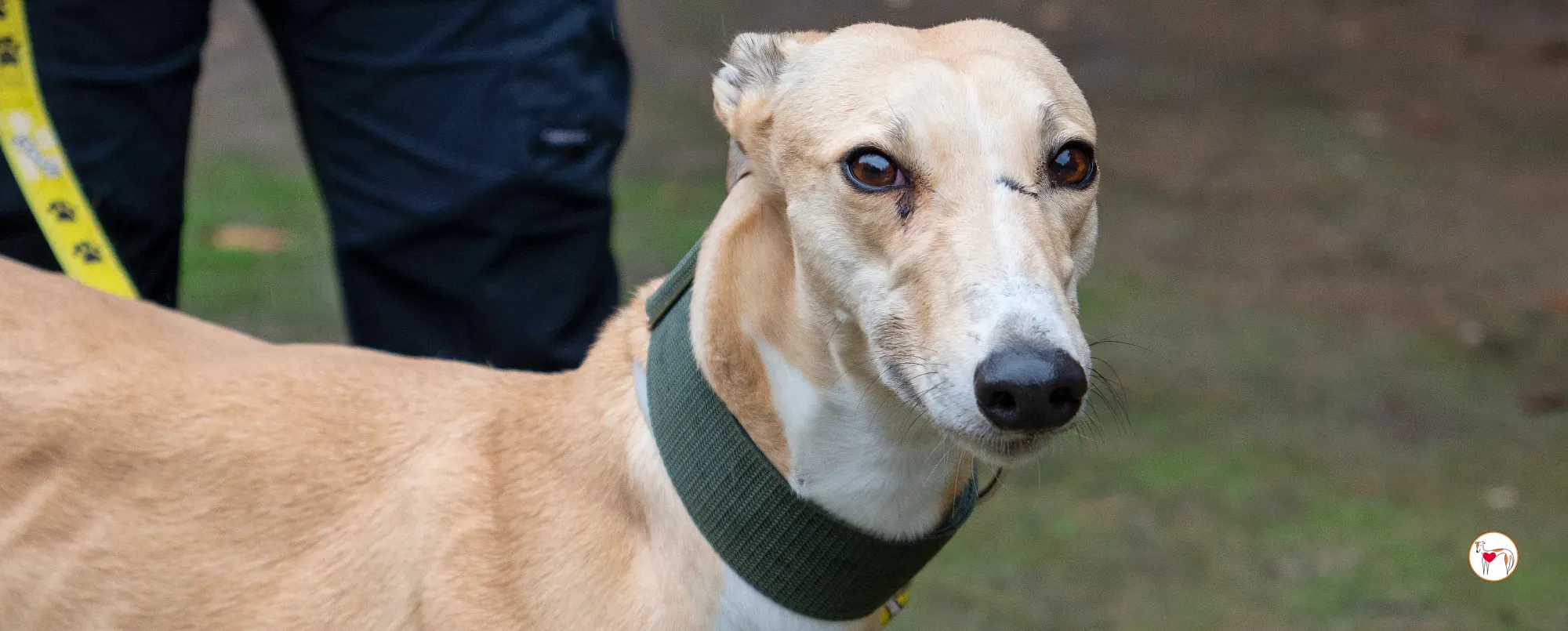 selvita galgo grey adozione 00 copertina b