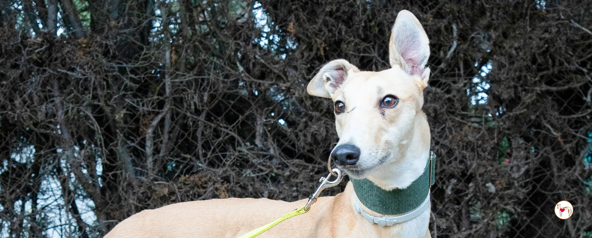 selvita galgo grey adozione 00 copertina c