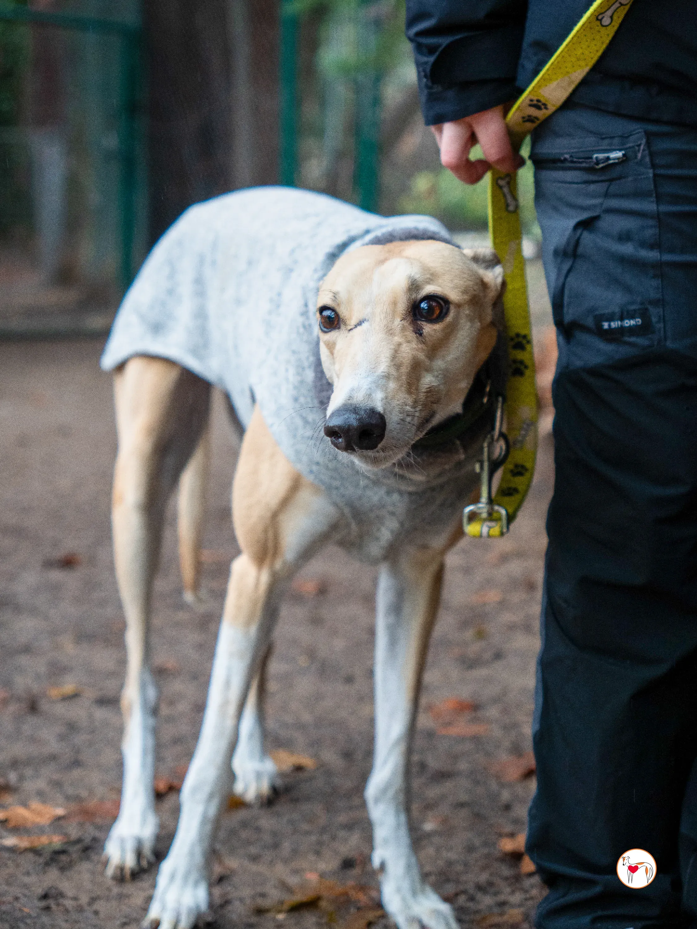 selvita galgo grey adozione 1
