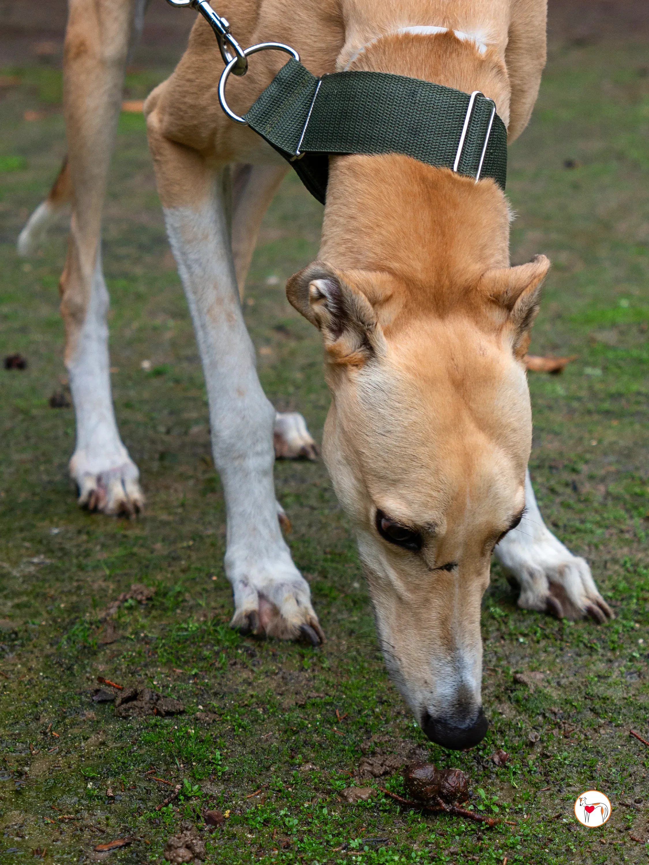 selvita galgo grey adozione 10