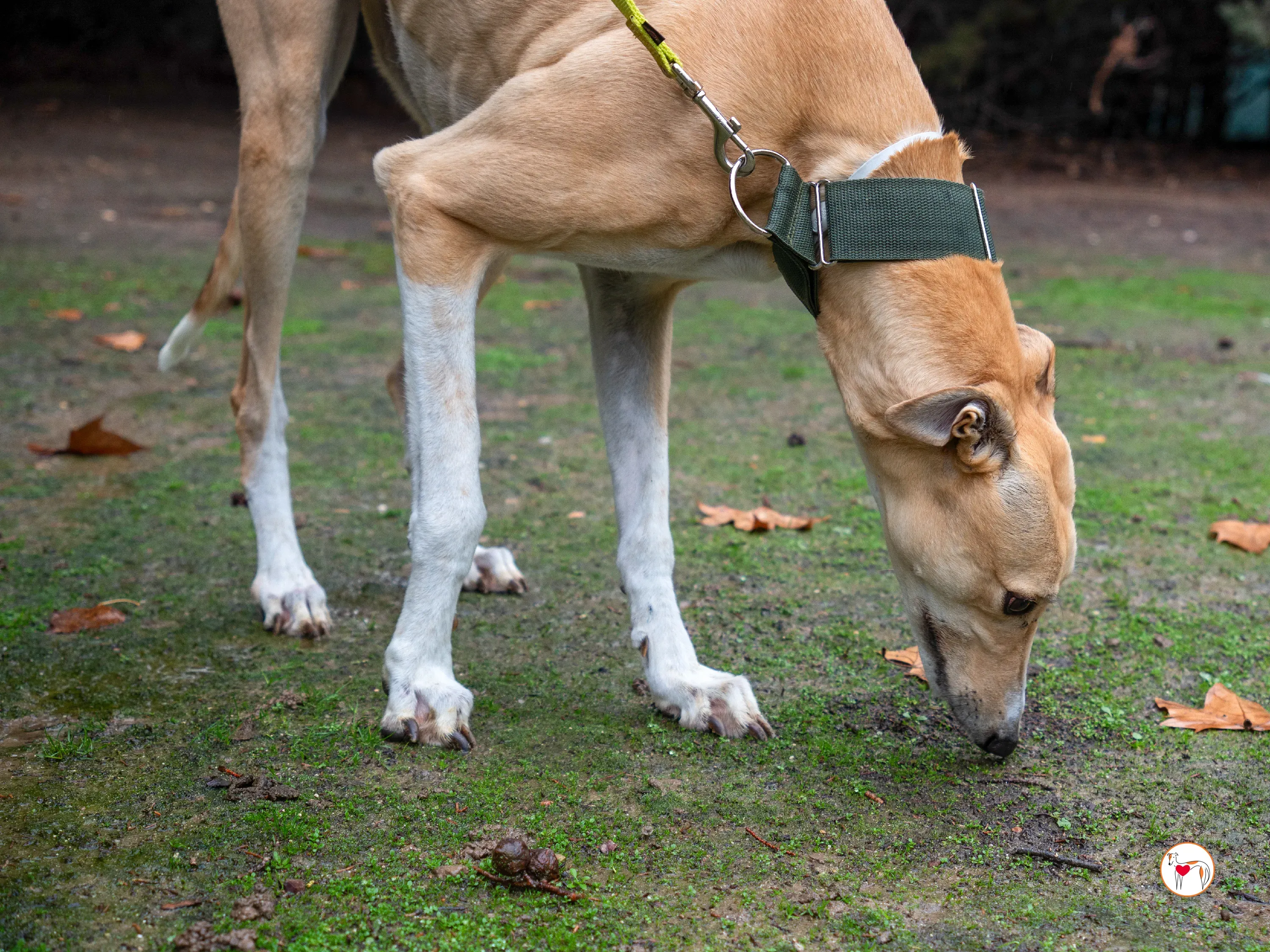selvita galgo grey adozione 11