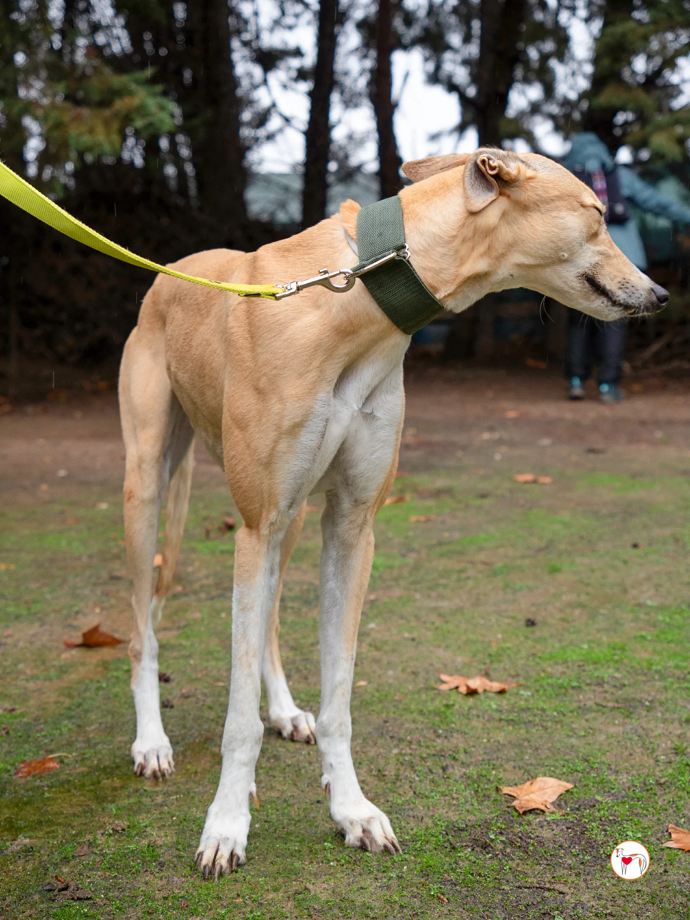 selvita galgo grey adozione 12