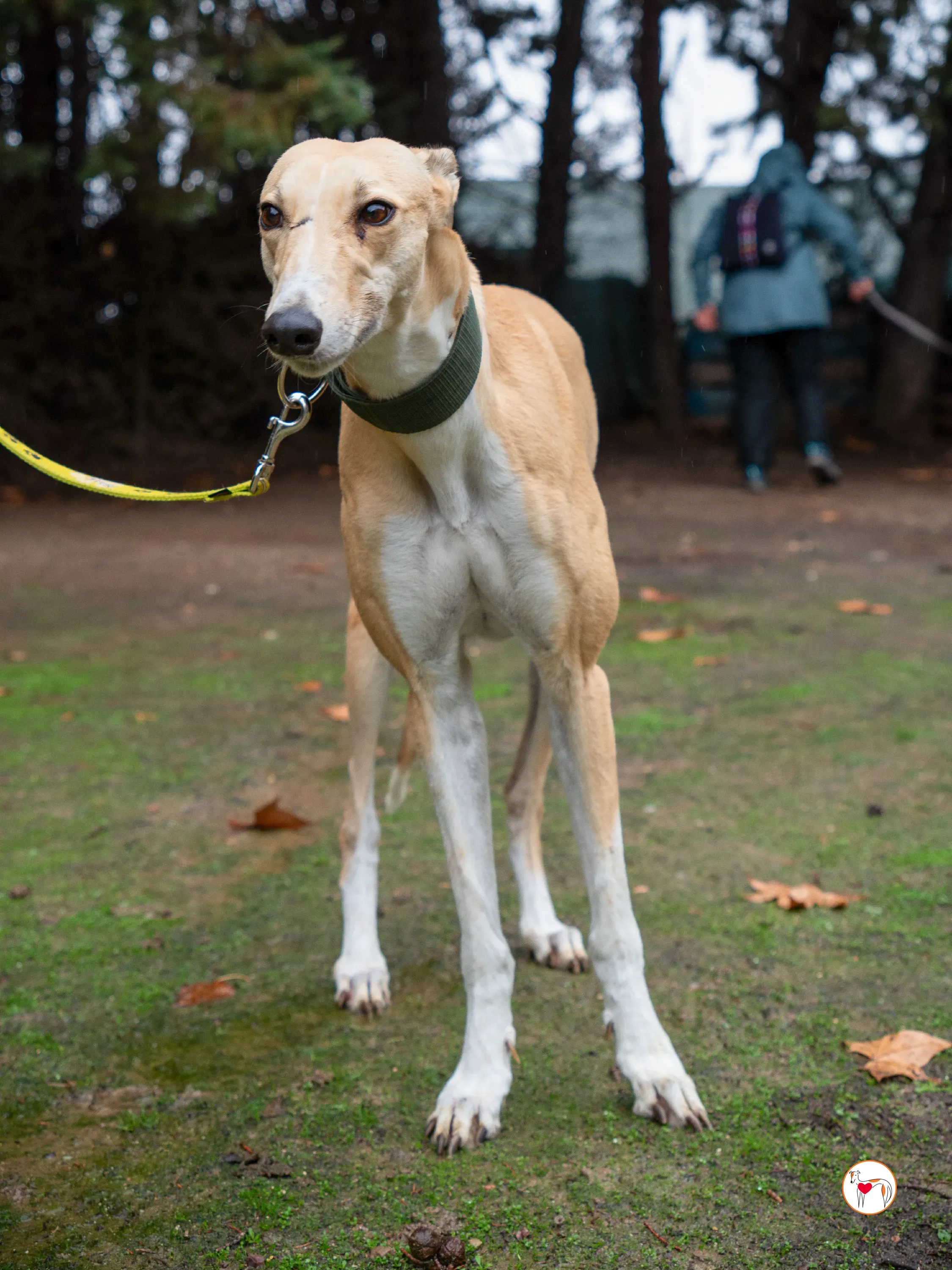 selvita galgo grey adozione 13