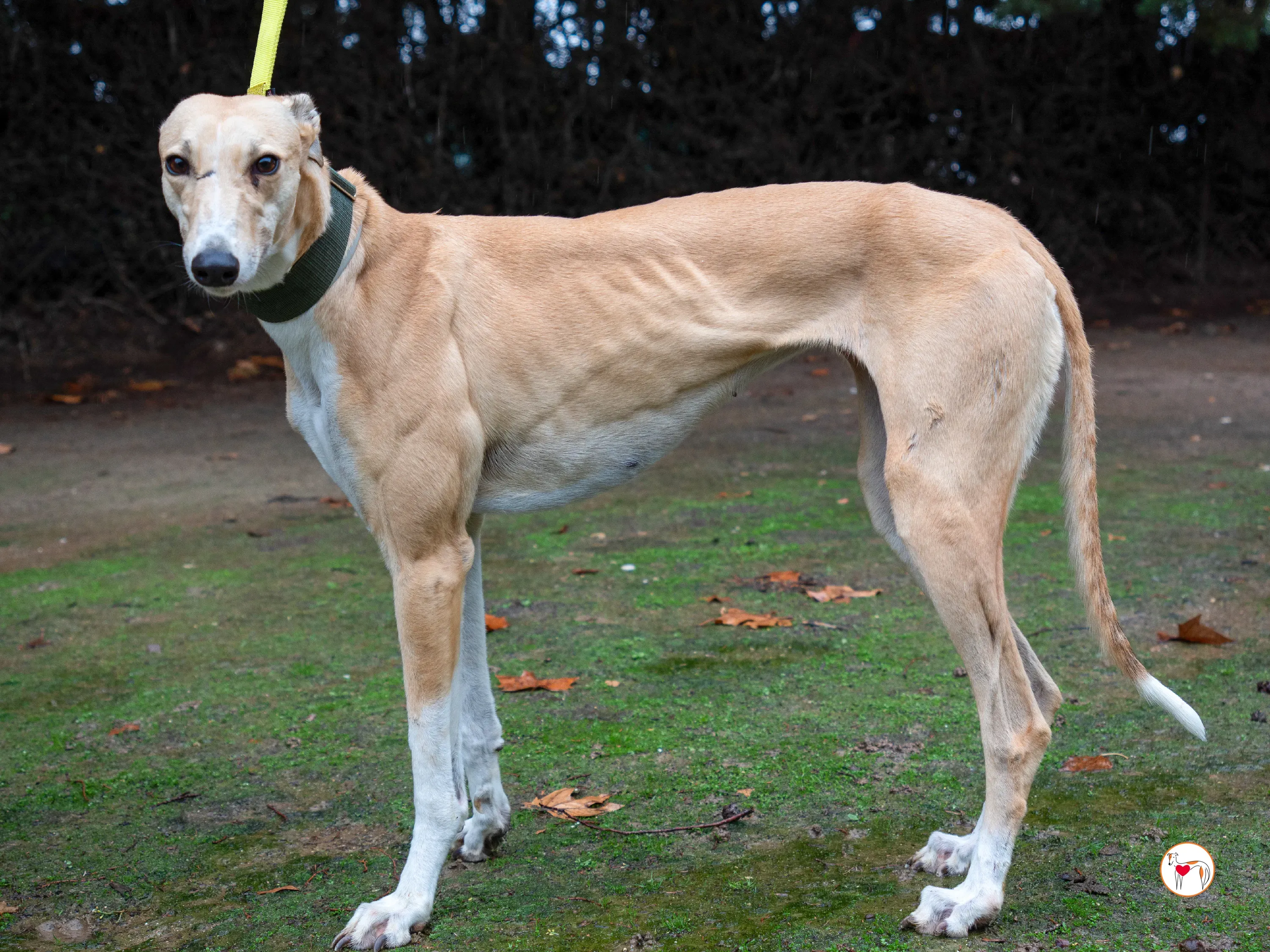 selvita galgo grey adozione 14