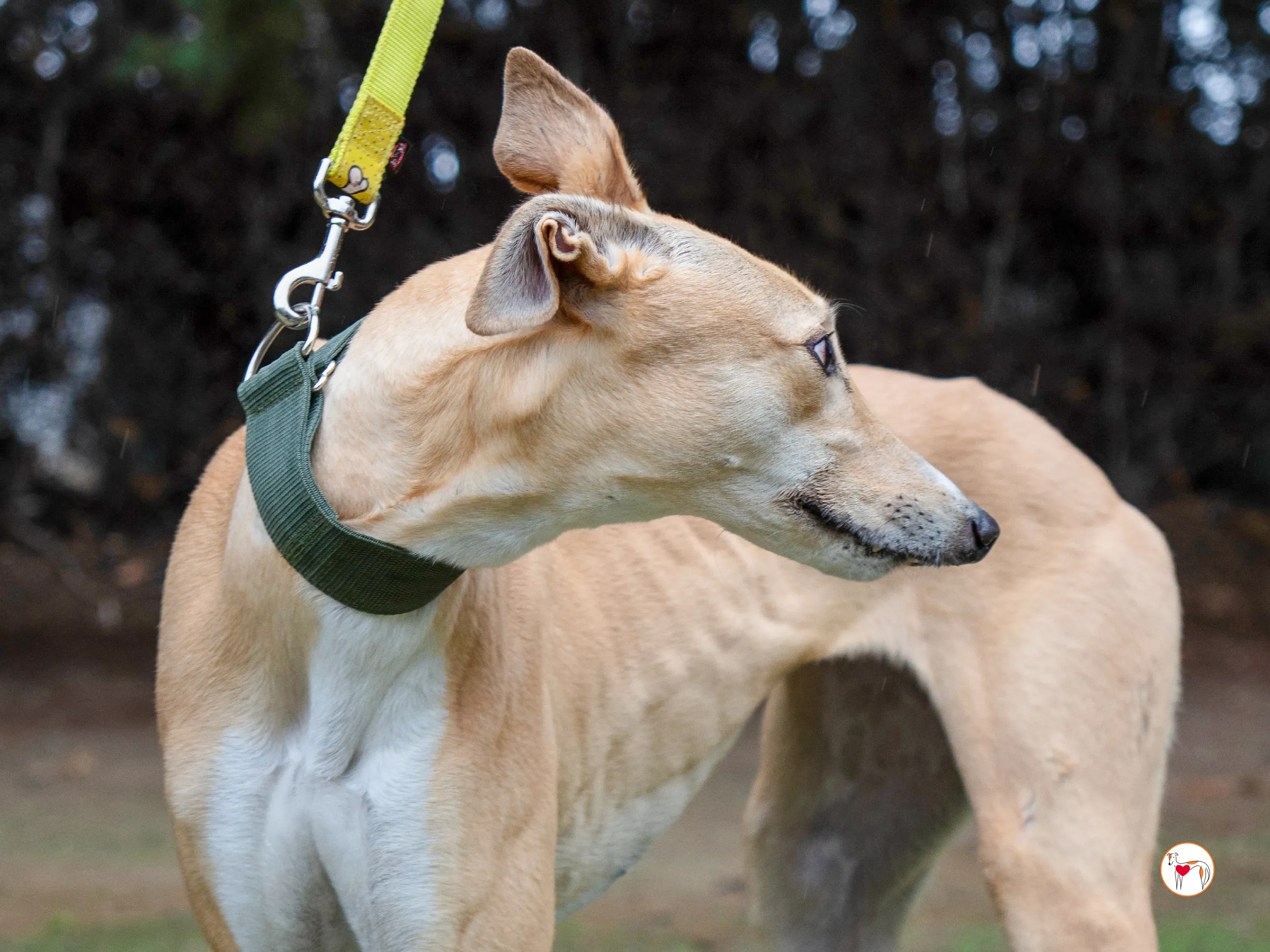 selvita galgo grey adozione 15