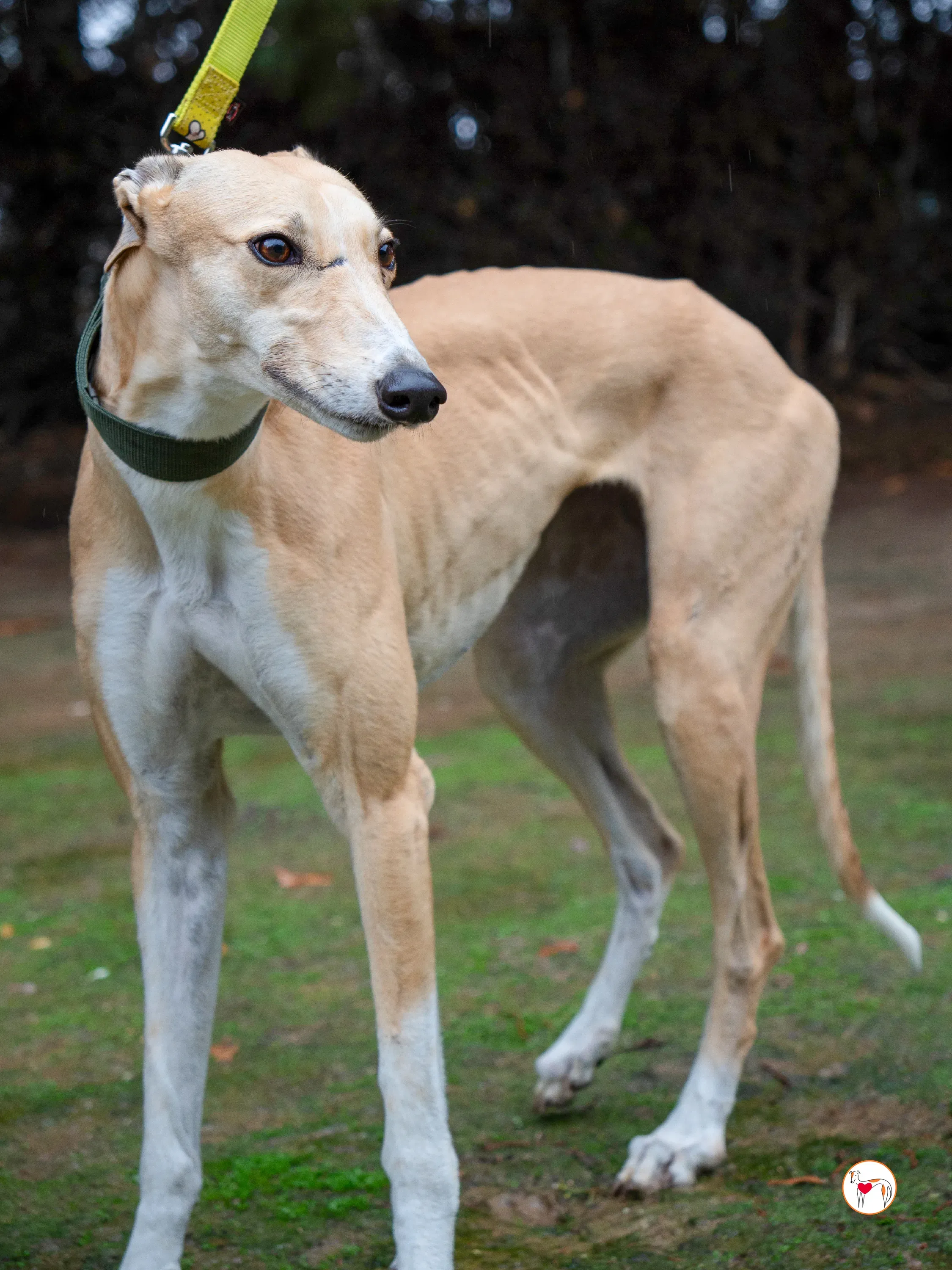 selvita galgo grey adozione 16