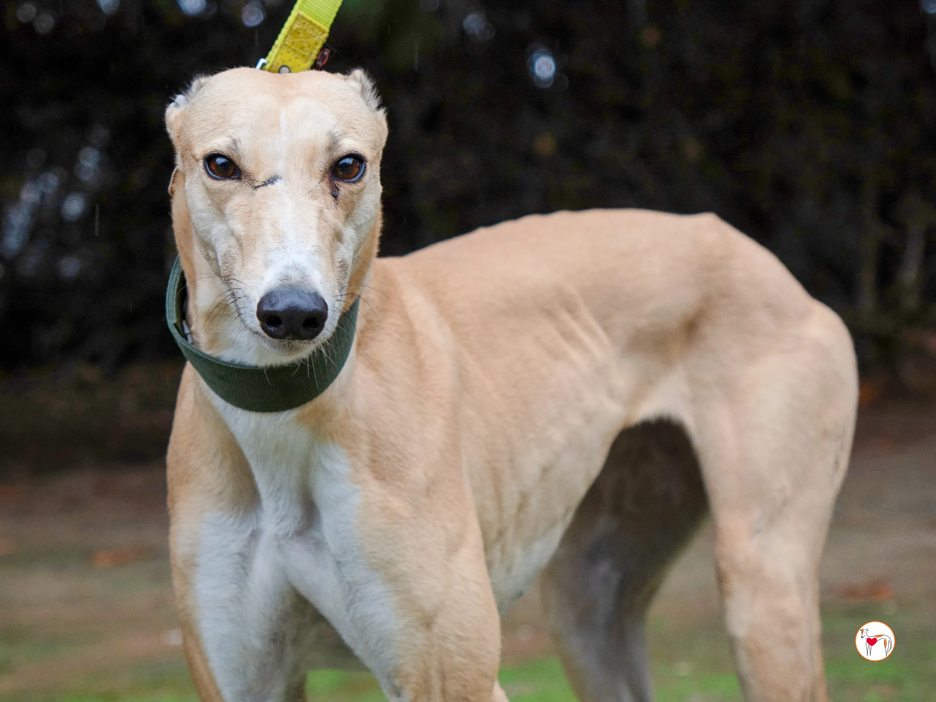 selvita galgo grey adozione 17