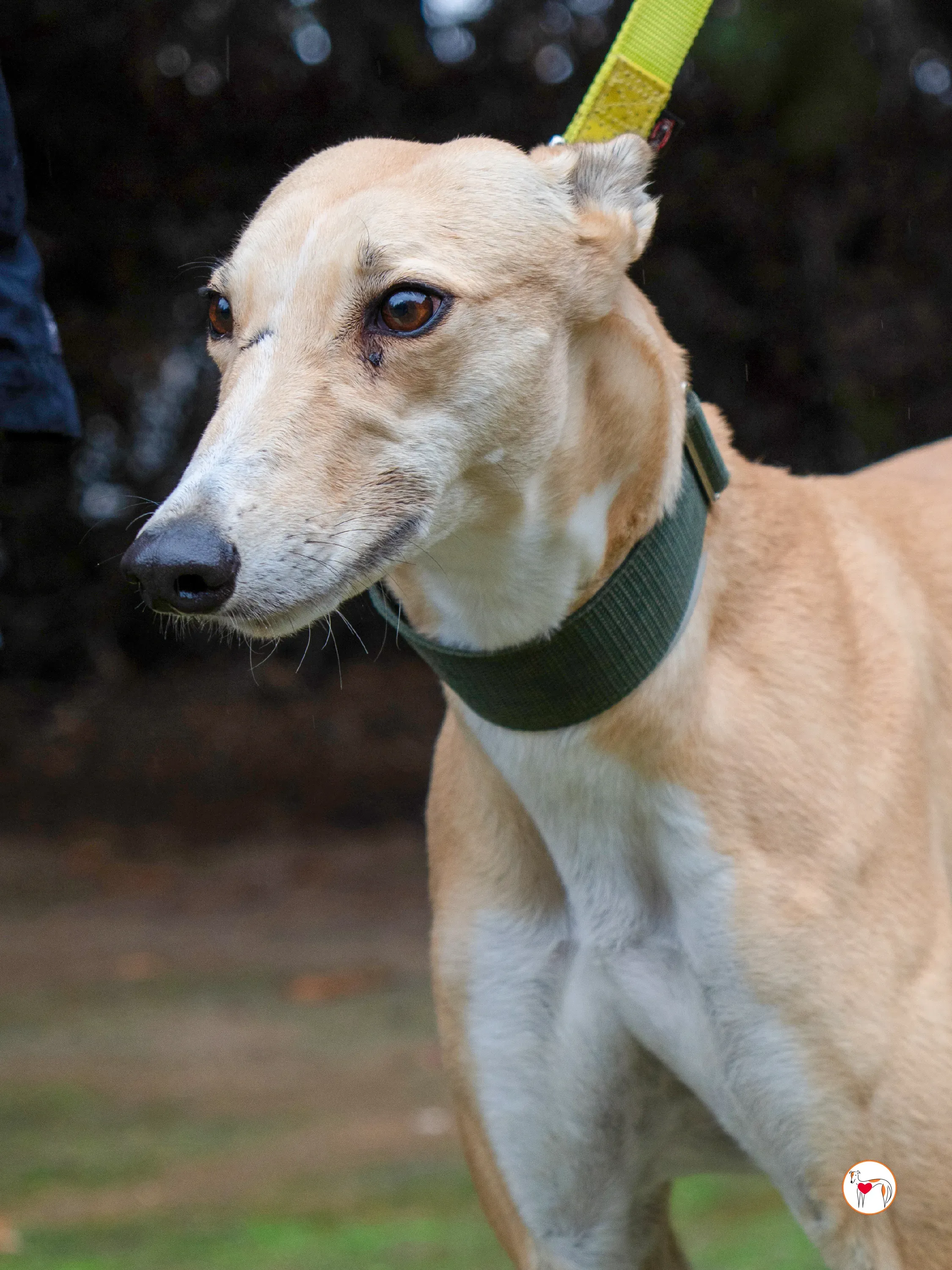 selvita galgo grey adozione 18