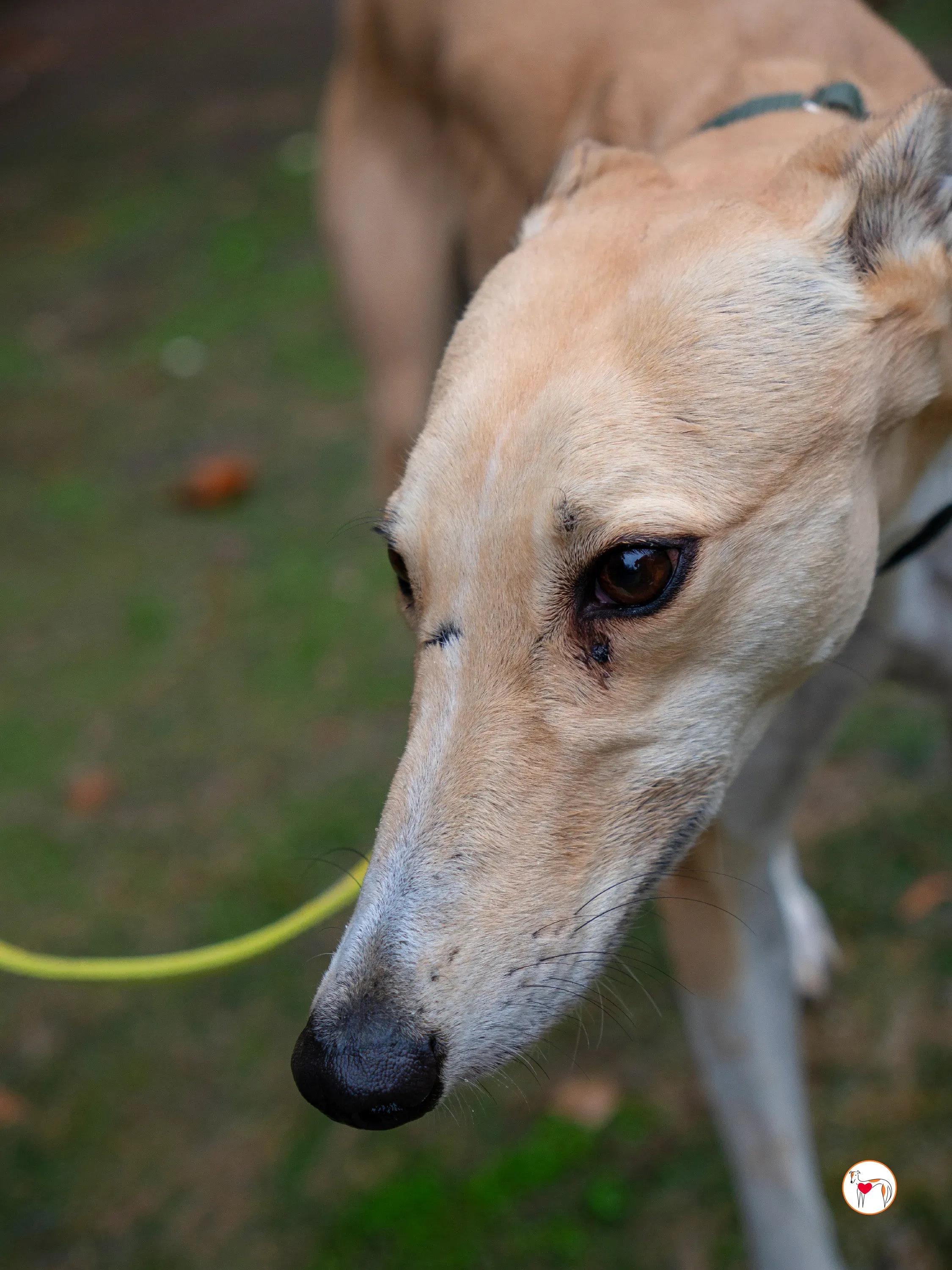 selvita galgo grey adozione 19