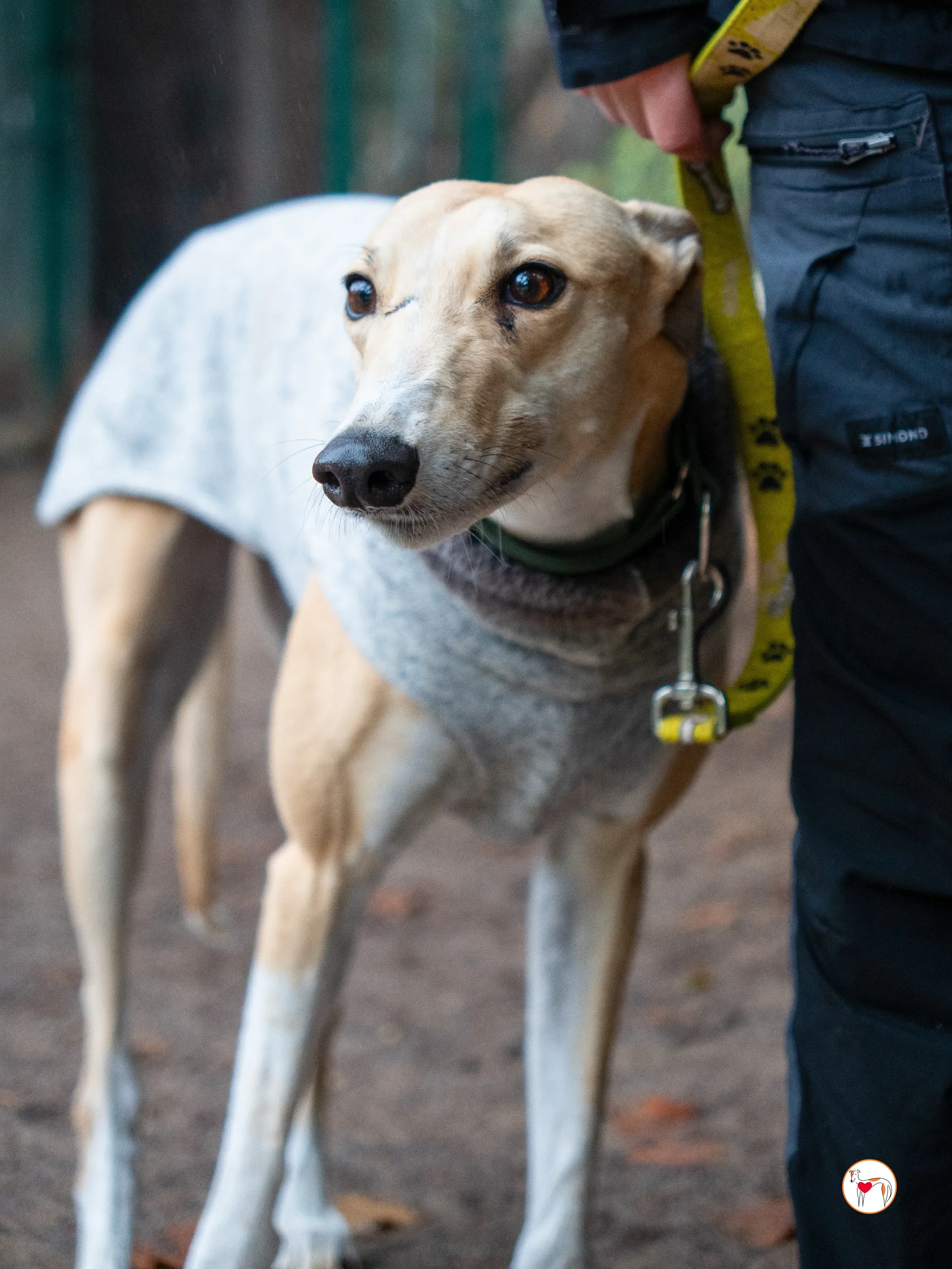 selvita galgo grey adozione 2