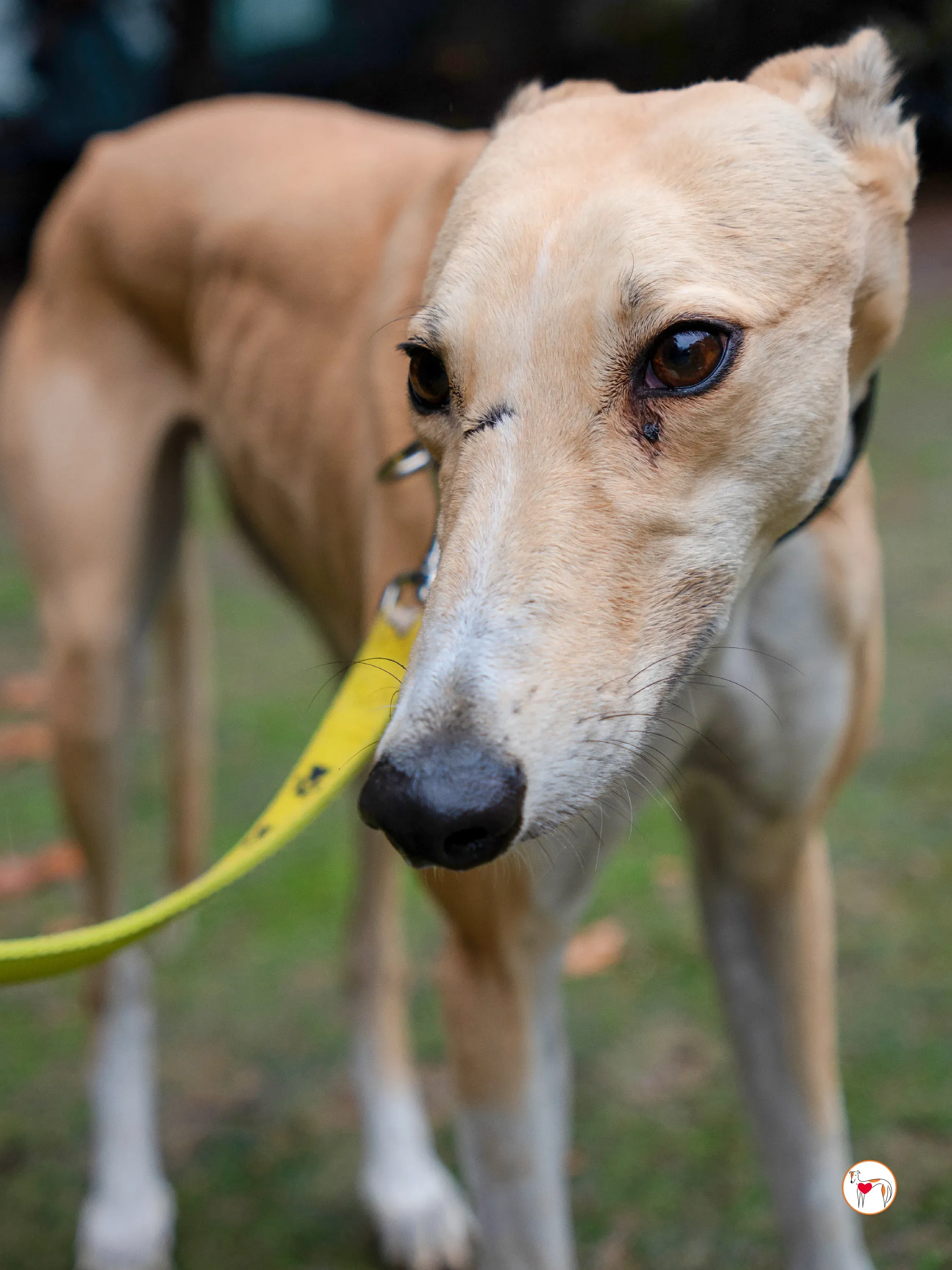 selvita galgo grey adozione 20